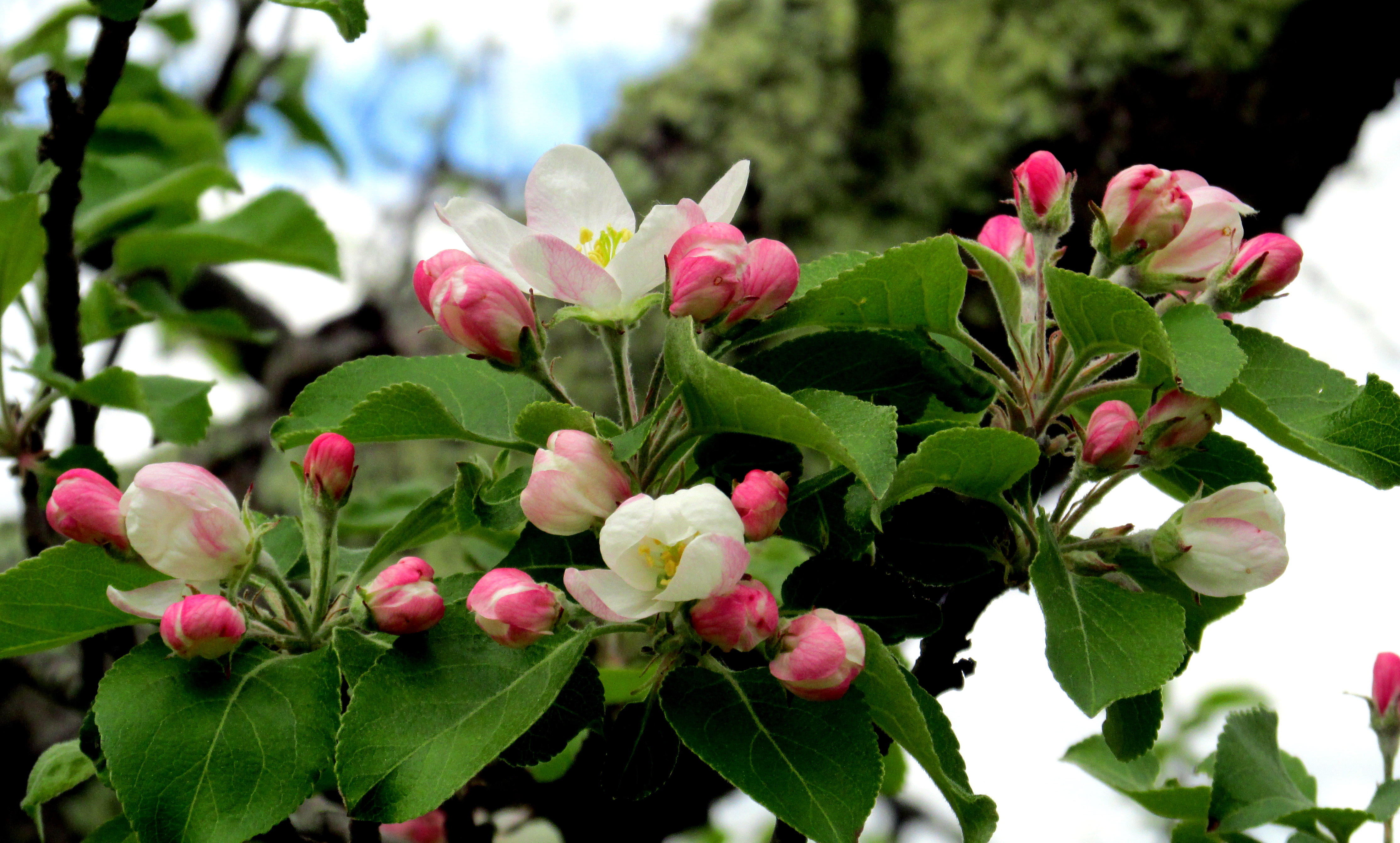 apple blossoms and buds