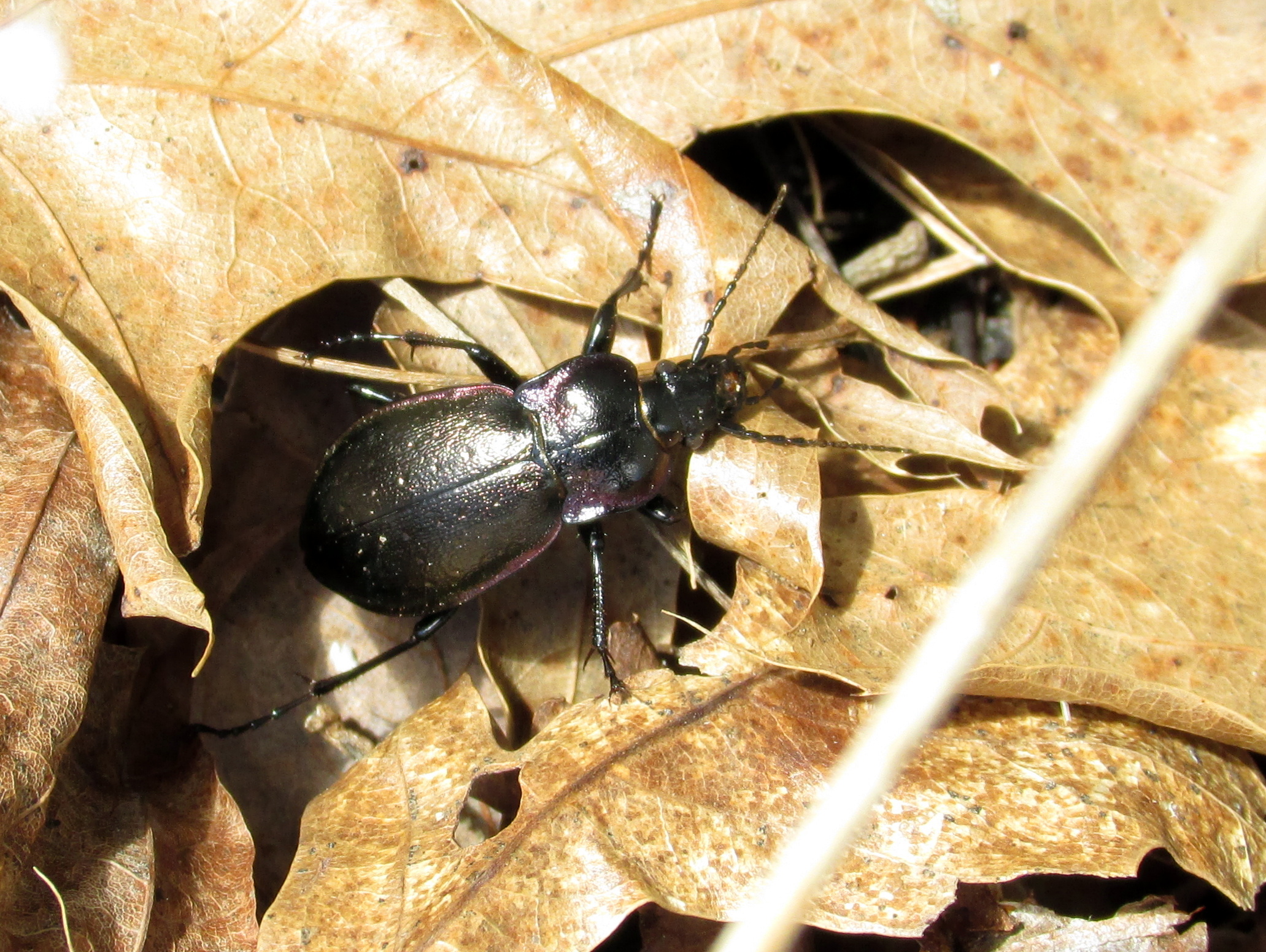 Spending Time in Beetle World