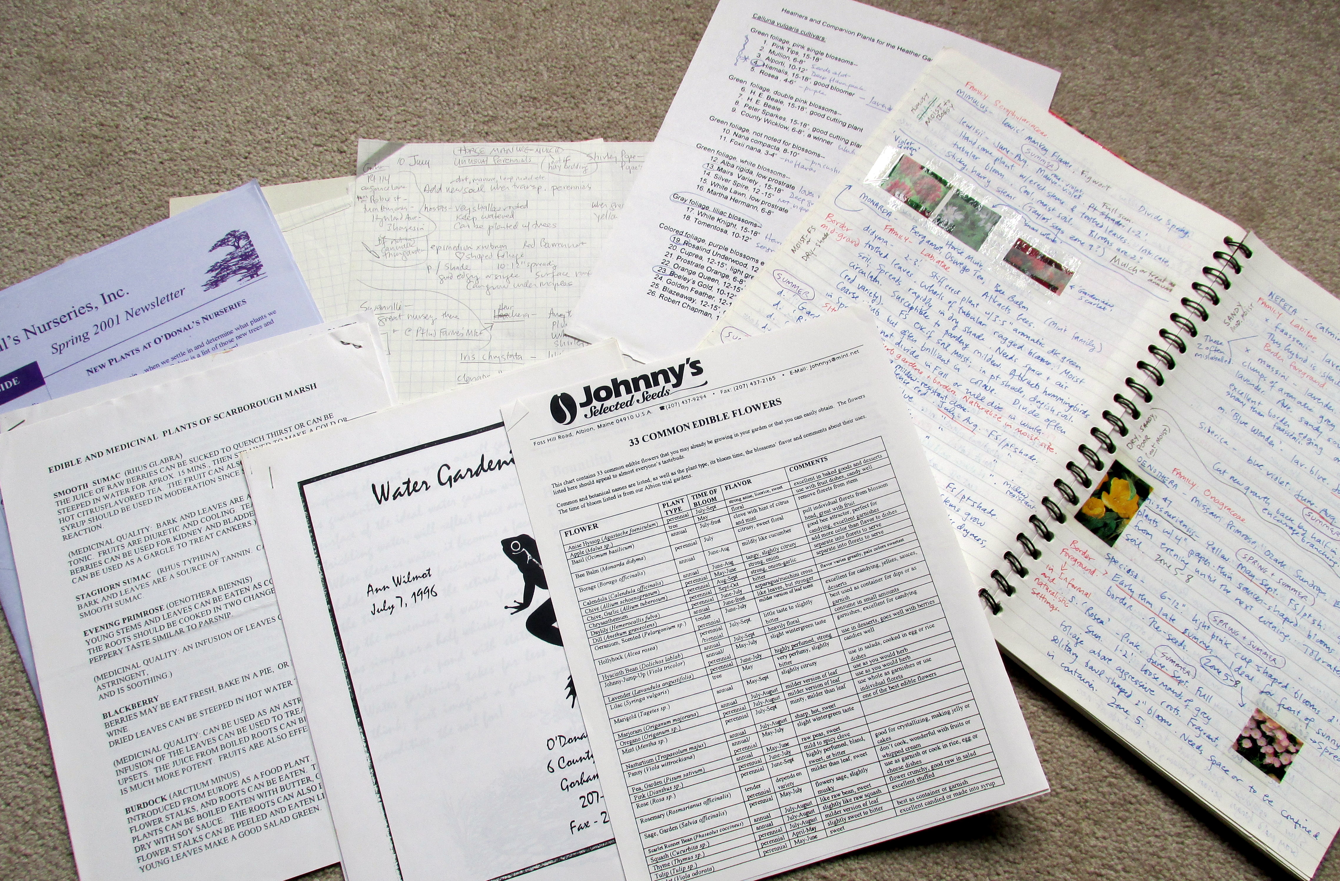 The little shadow that runs across the grass