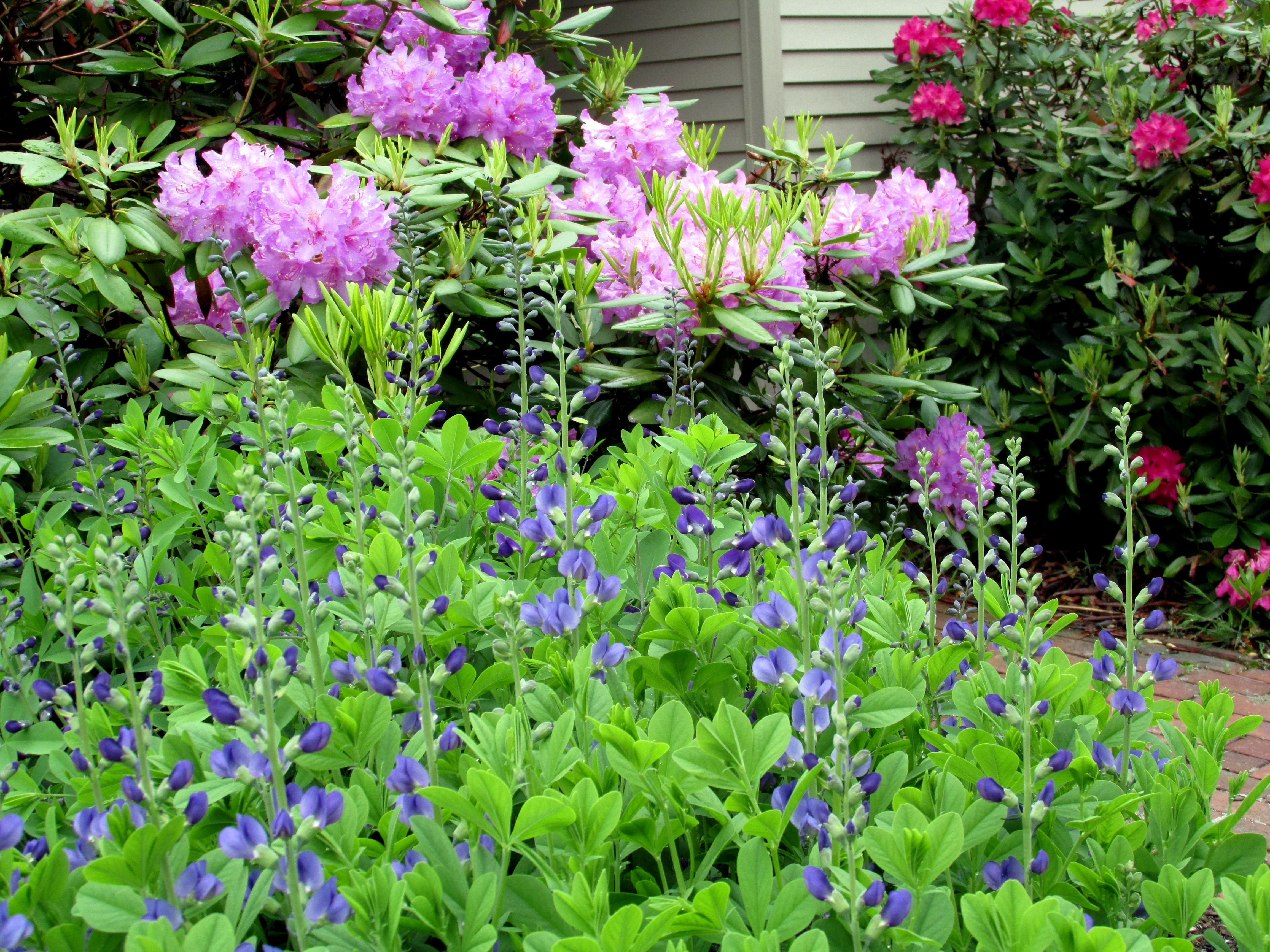 The June Rains Just Fall