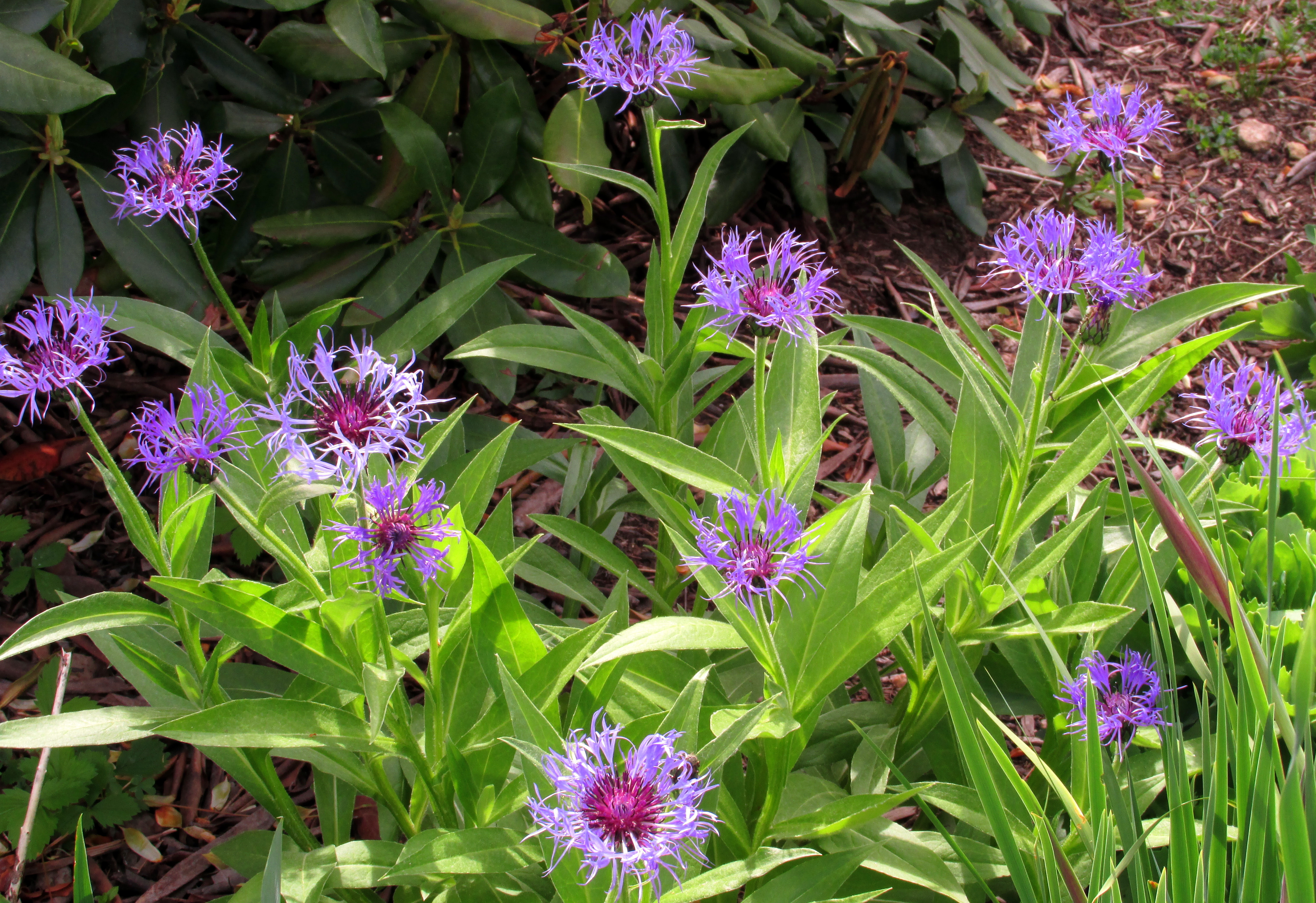 “But still … Iris, blue each spring”