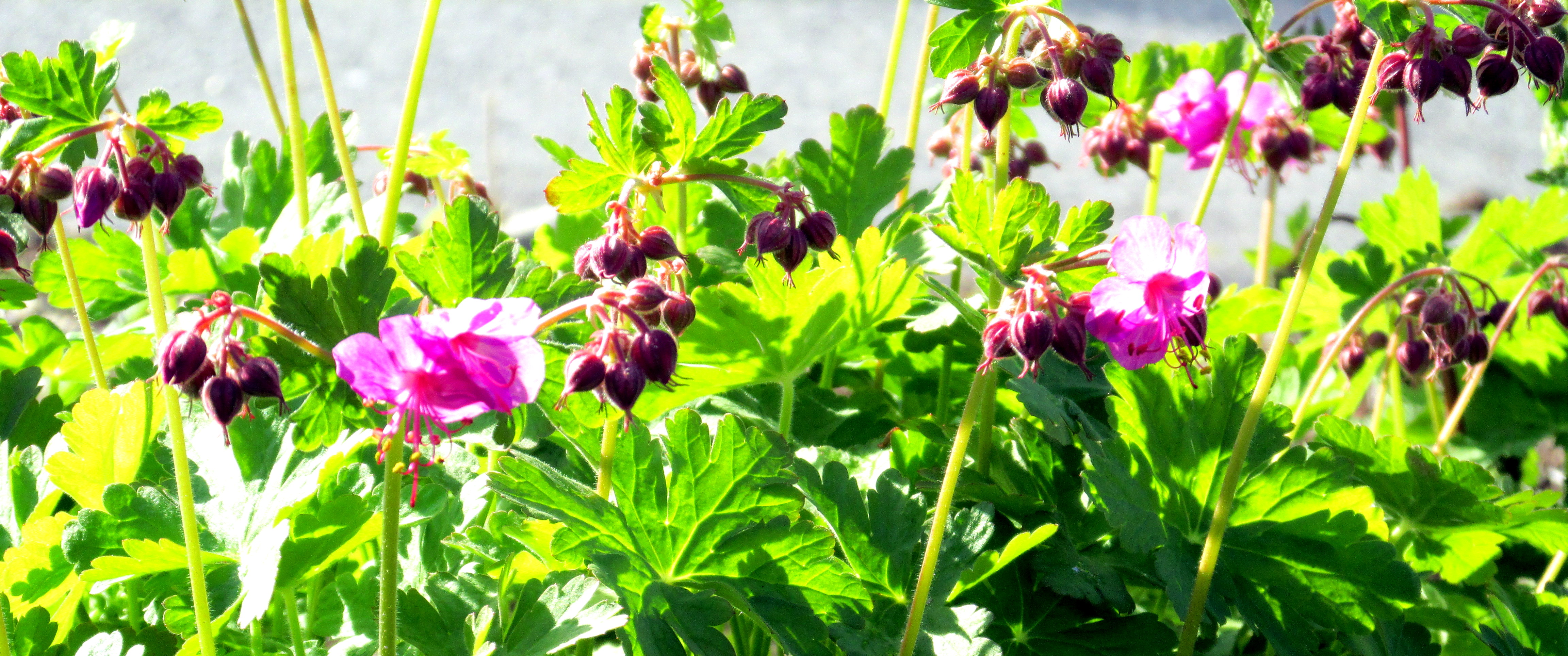 All of these Anniversaries