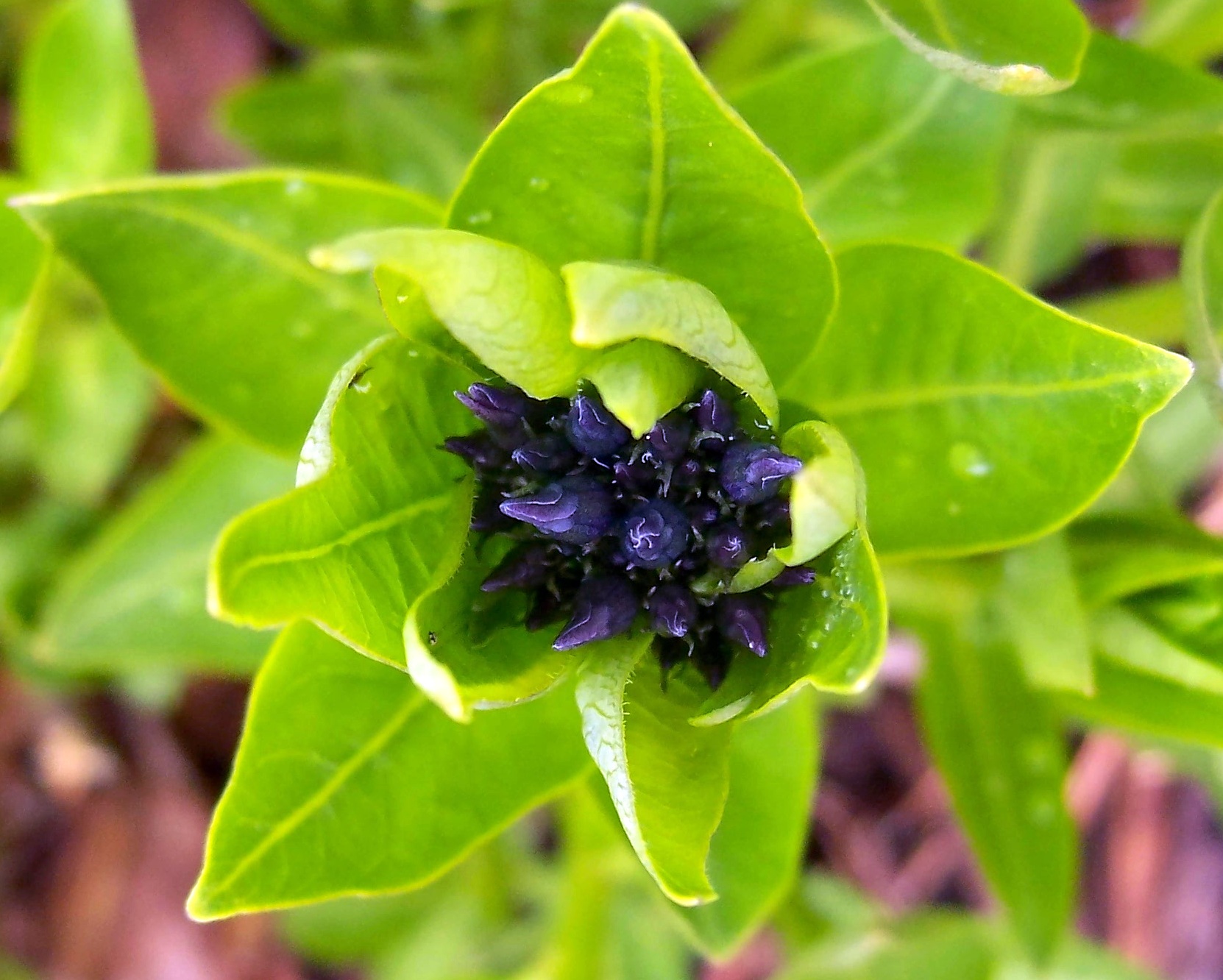 From the Plant’s Point of View