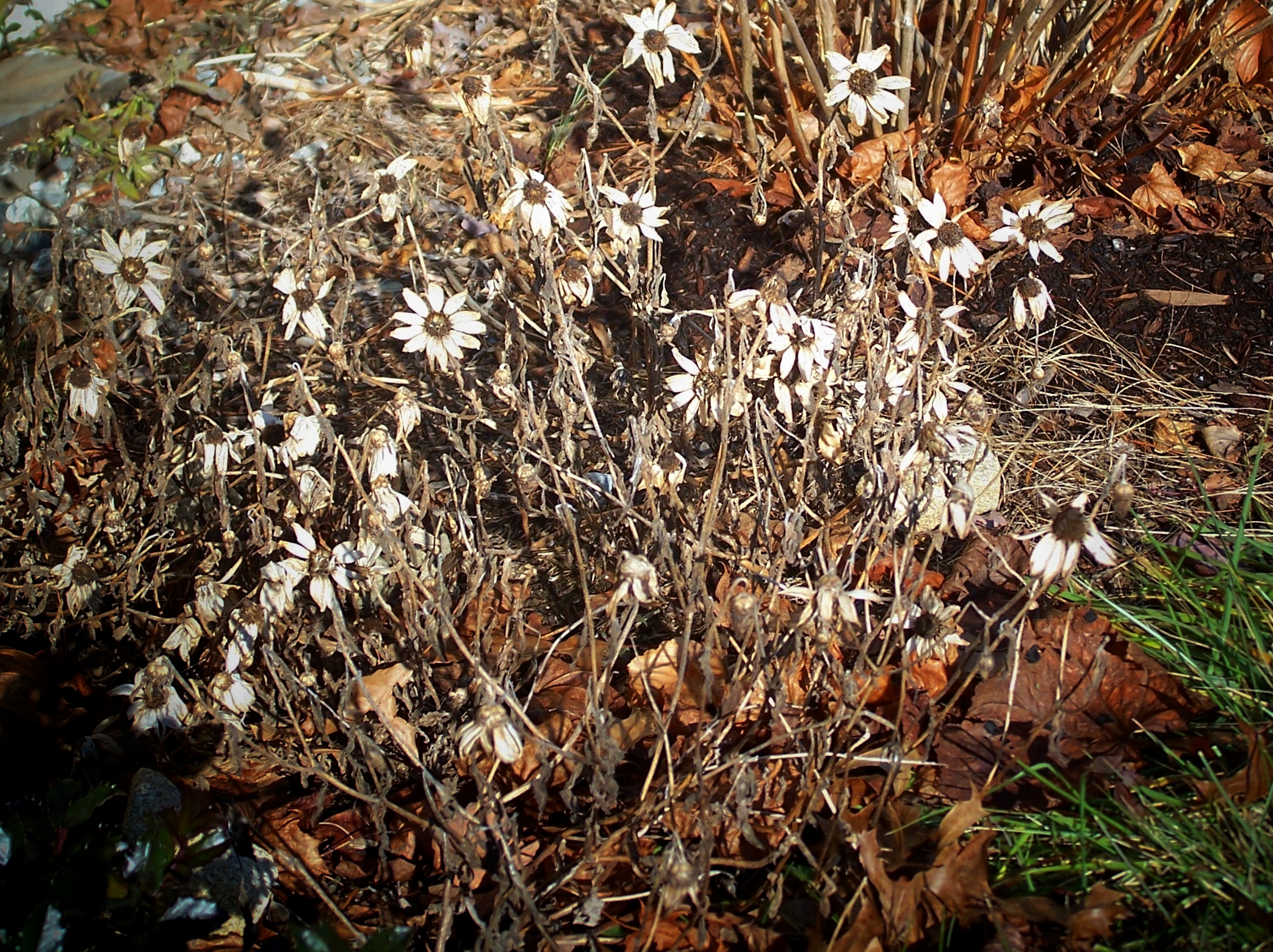 Forget Your Perfect Offering: Frost-Damaged Zinnias