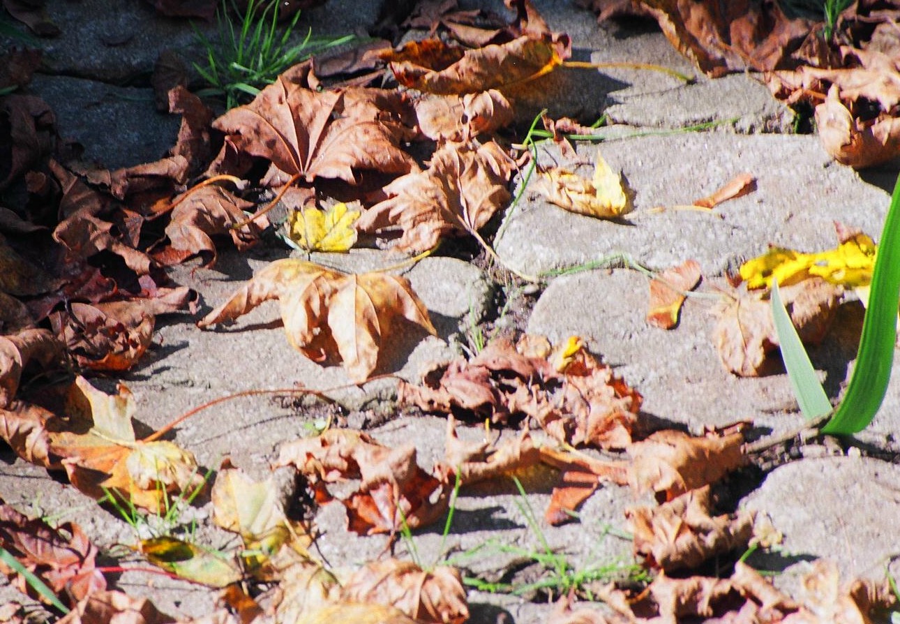 Unresolved in the Garden