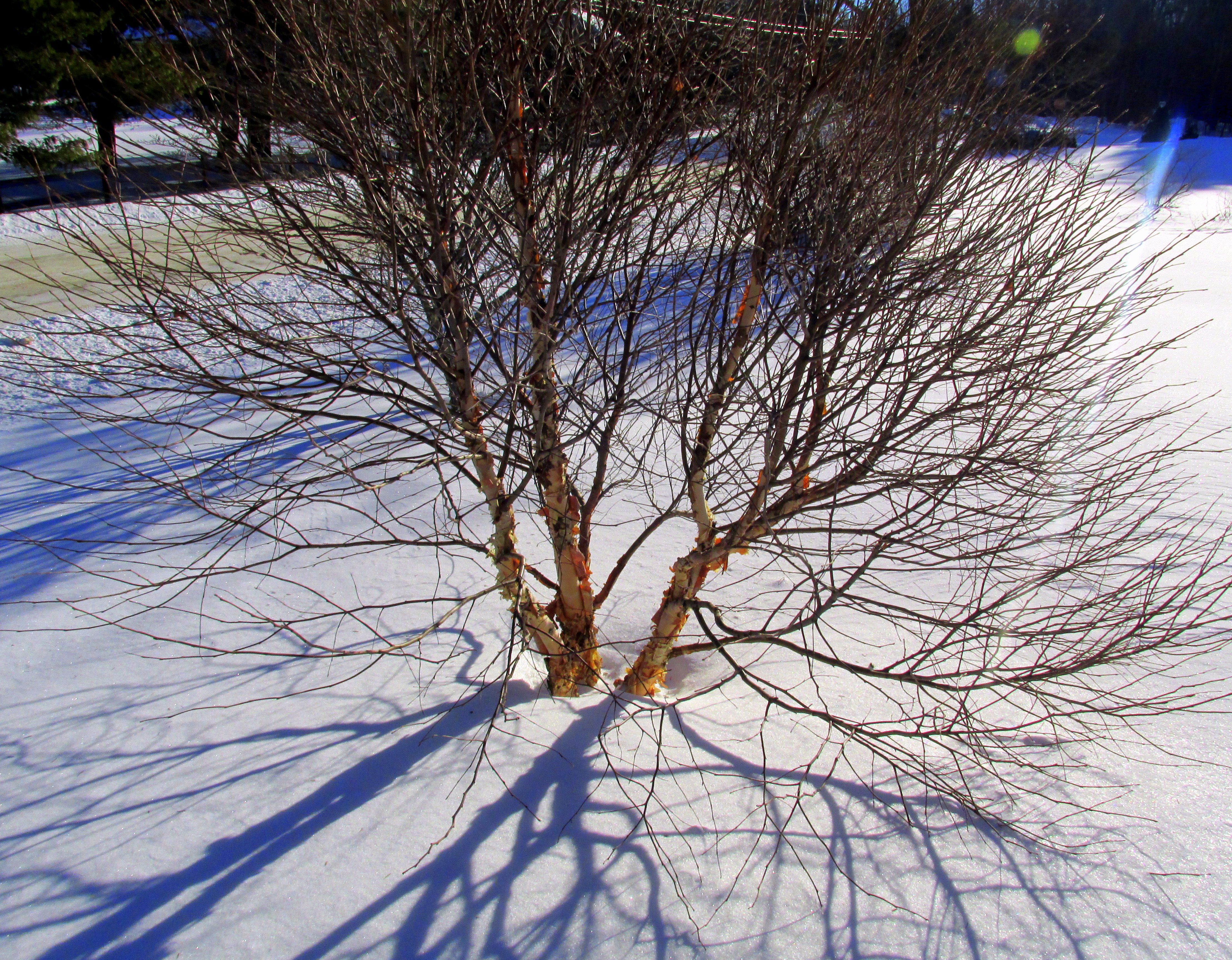 The Deep Roots Never Doubt