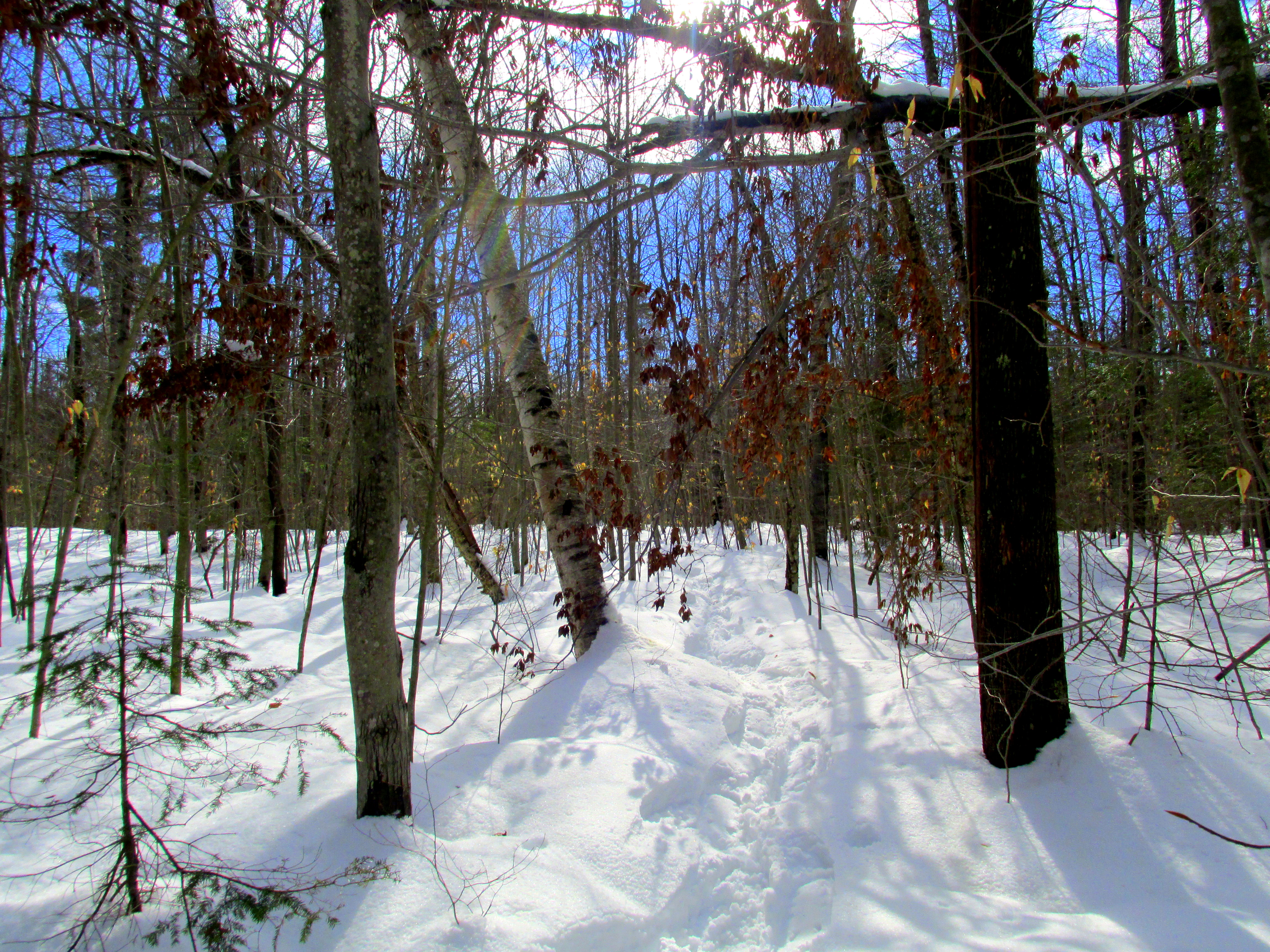 The Same Nature Park, Twice (or Nine Times)
