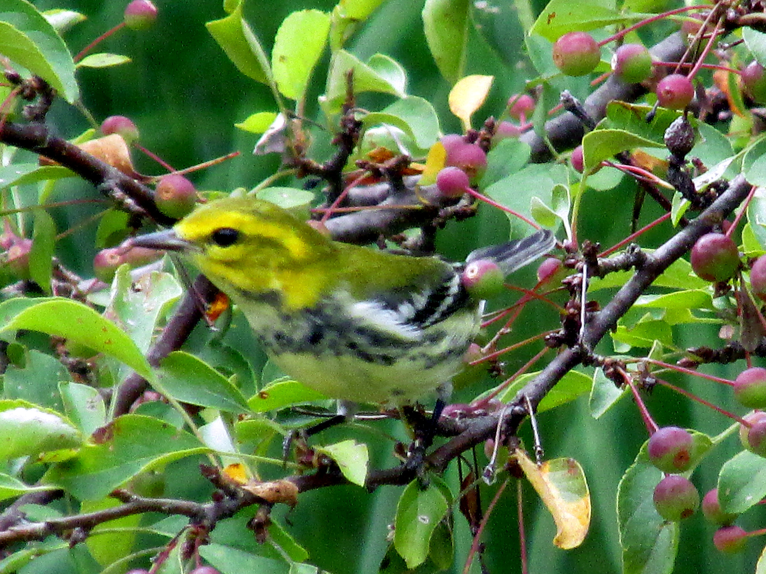 Reading The New American Landscape