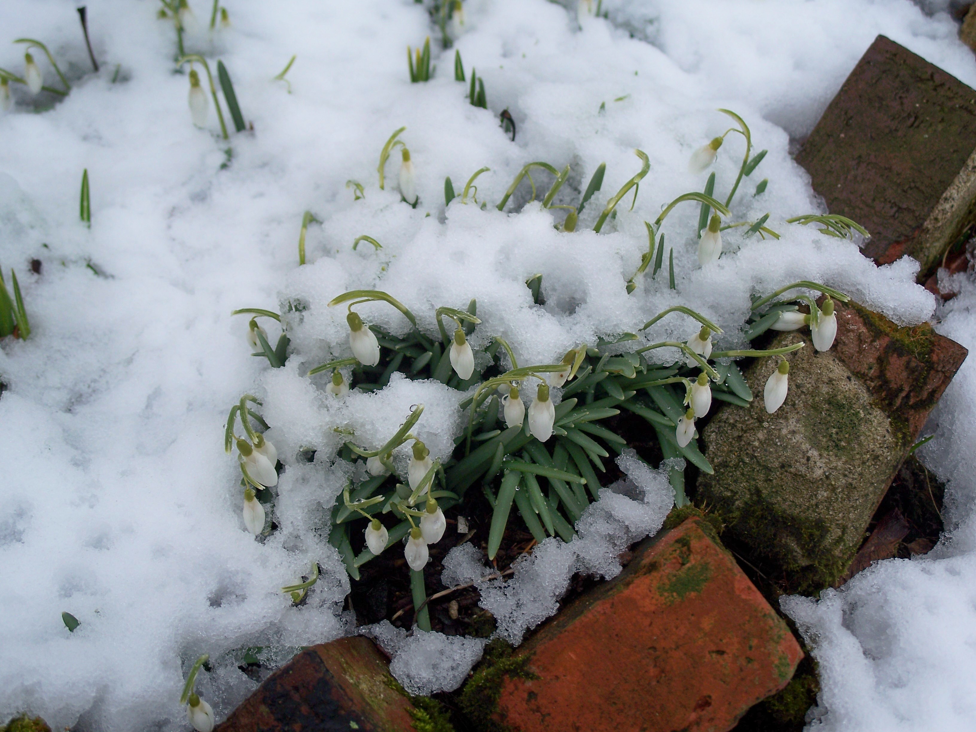 Phenology, or, Everything is Related