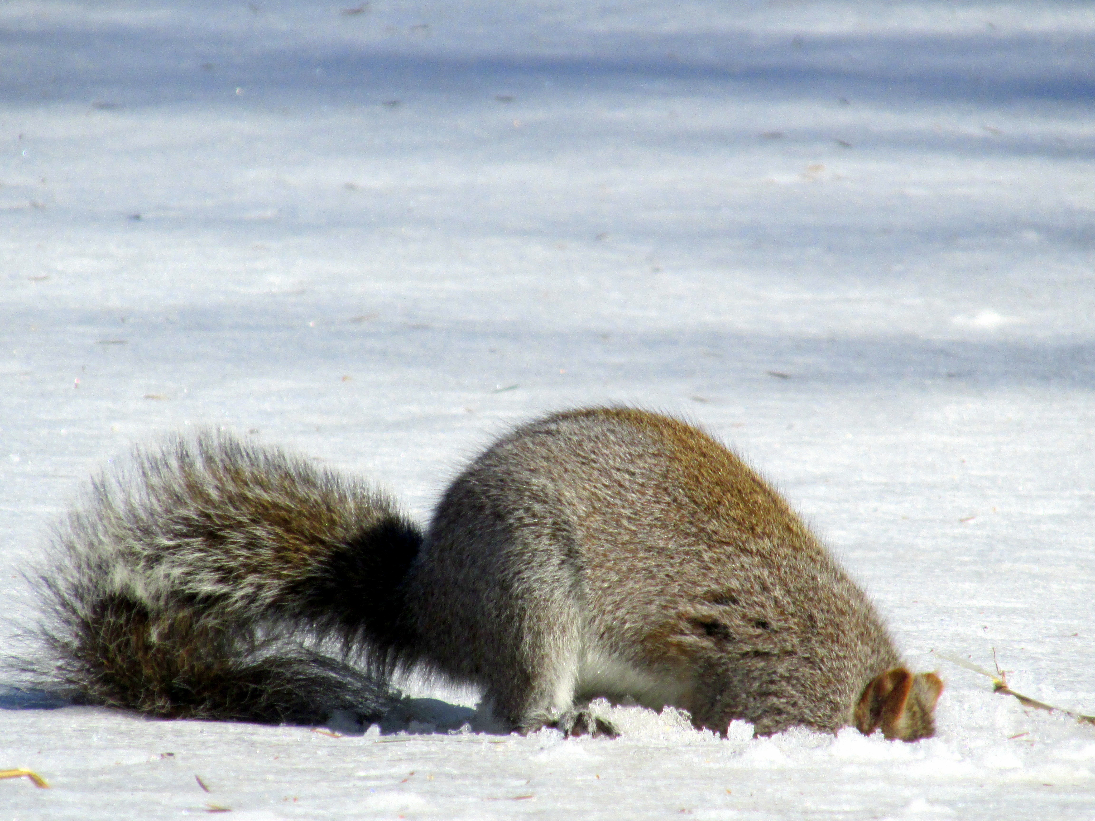 What the Squirrel Found