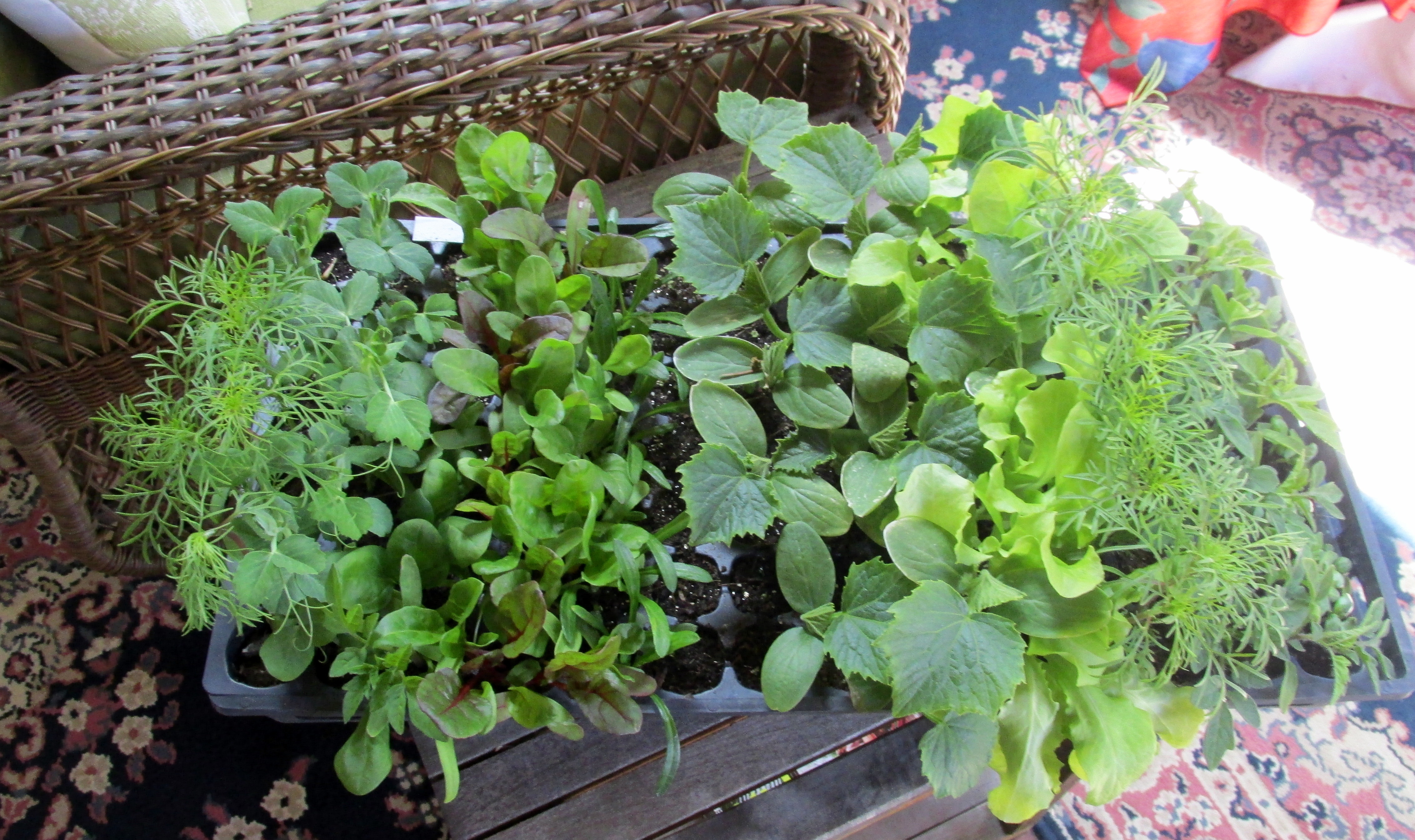 Seeds: The Whisper That Shapes A Song