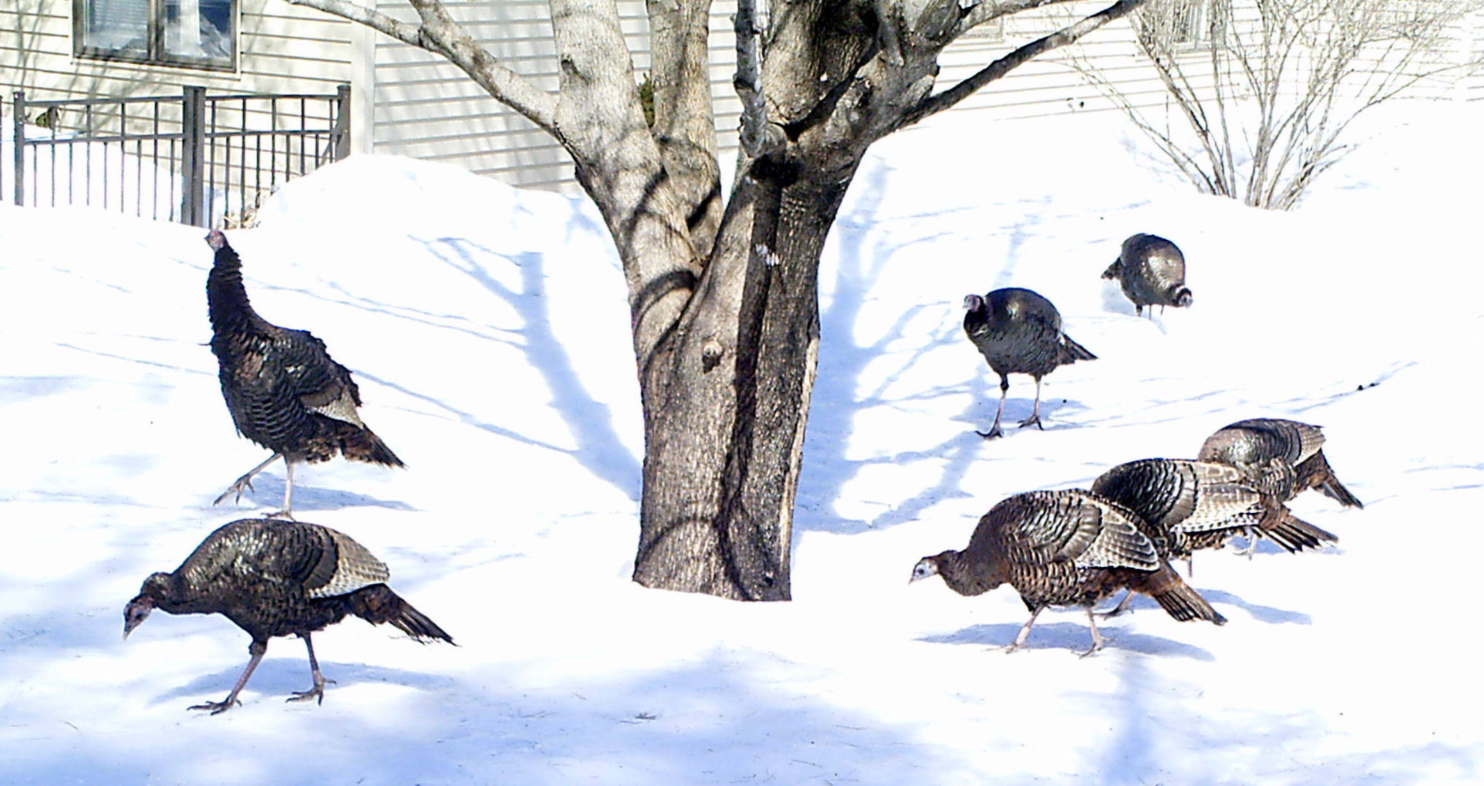 The Niveous, Avian Garden