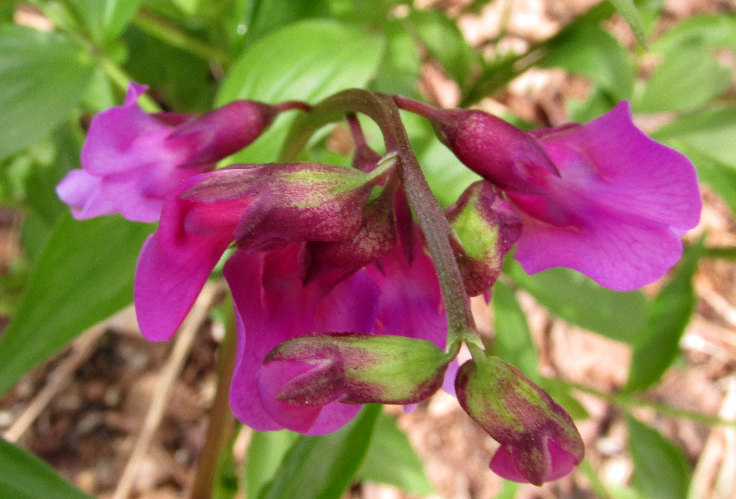 Earth Knows No Desolation