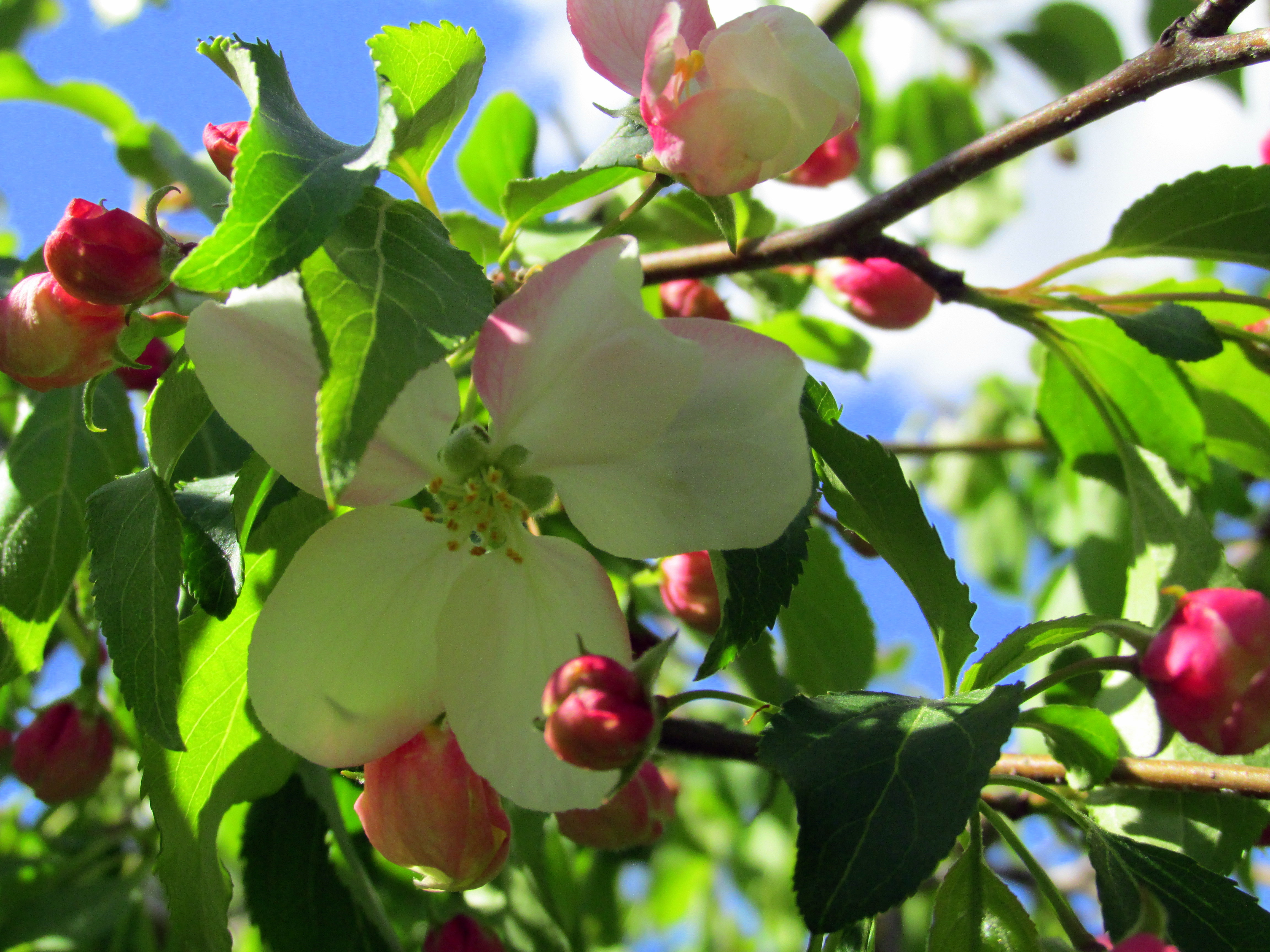 To be alive beneath crabapple blossoms