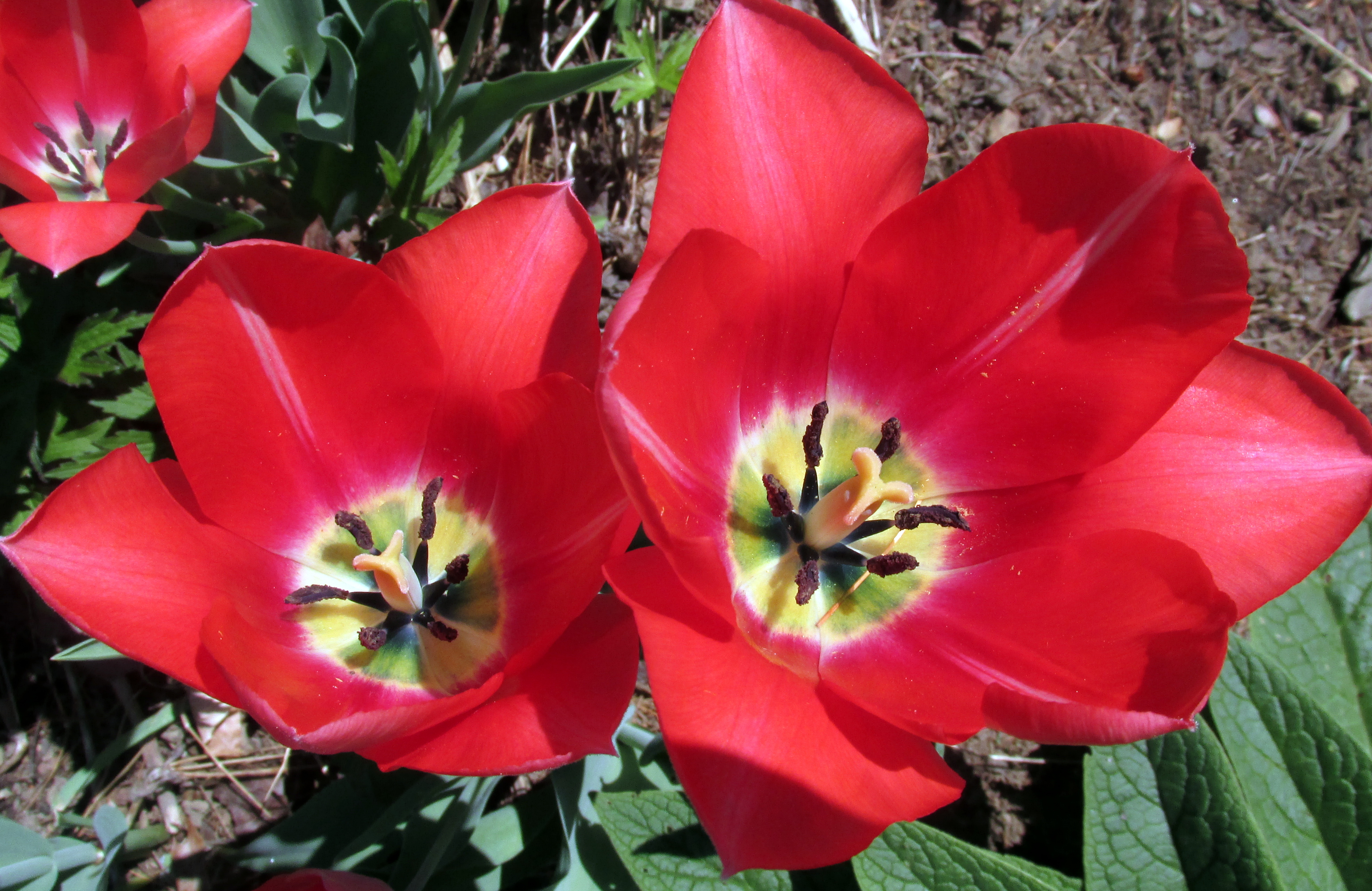 What’s in Bloom Here Now