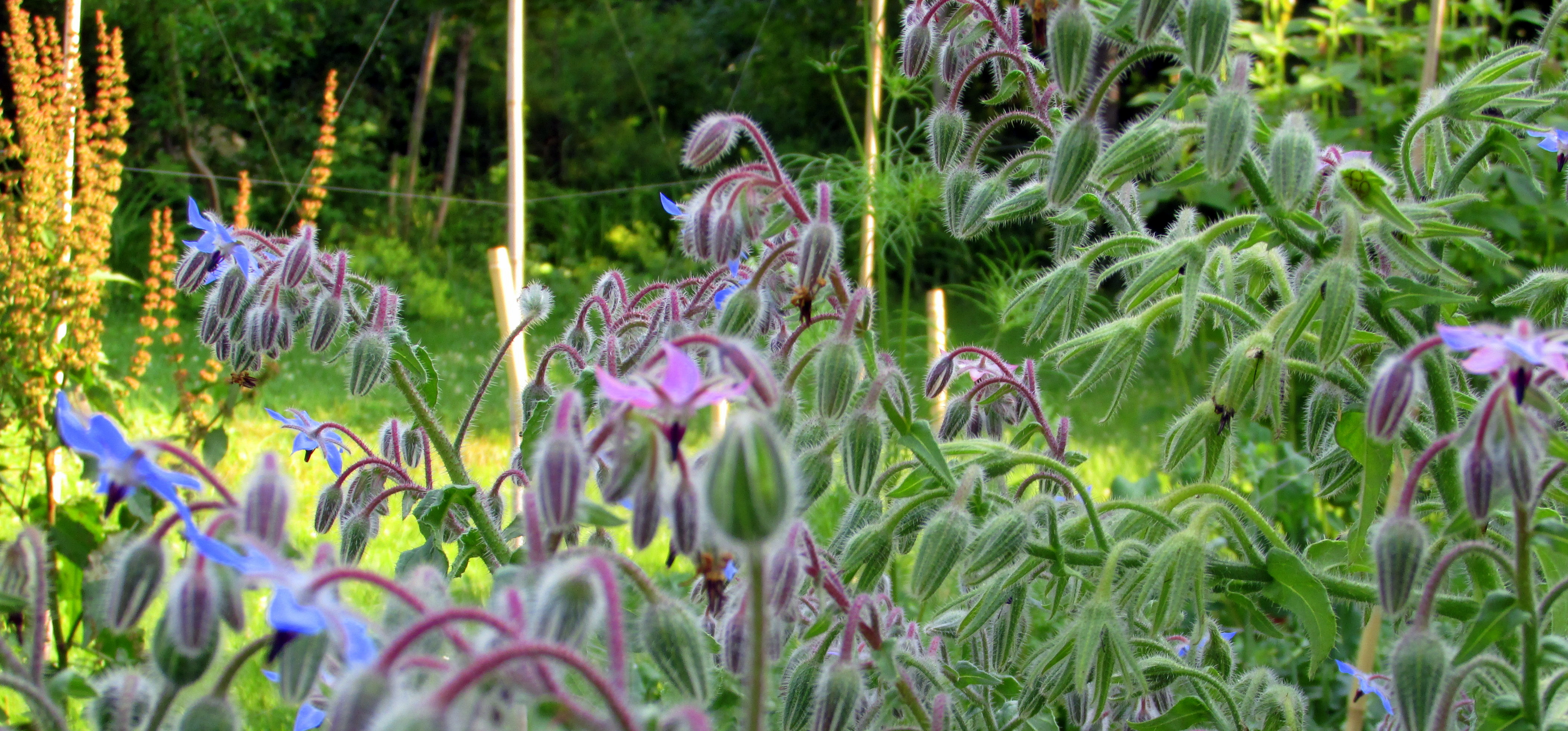 What’s in Bloom Here Now – July 2015