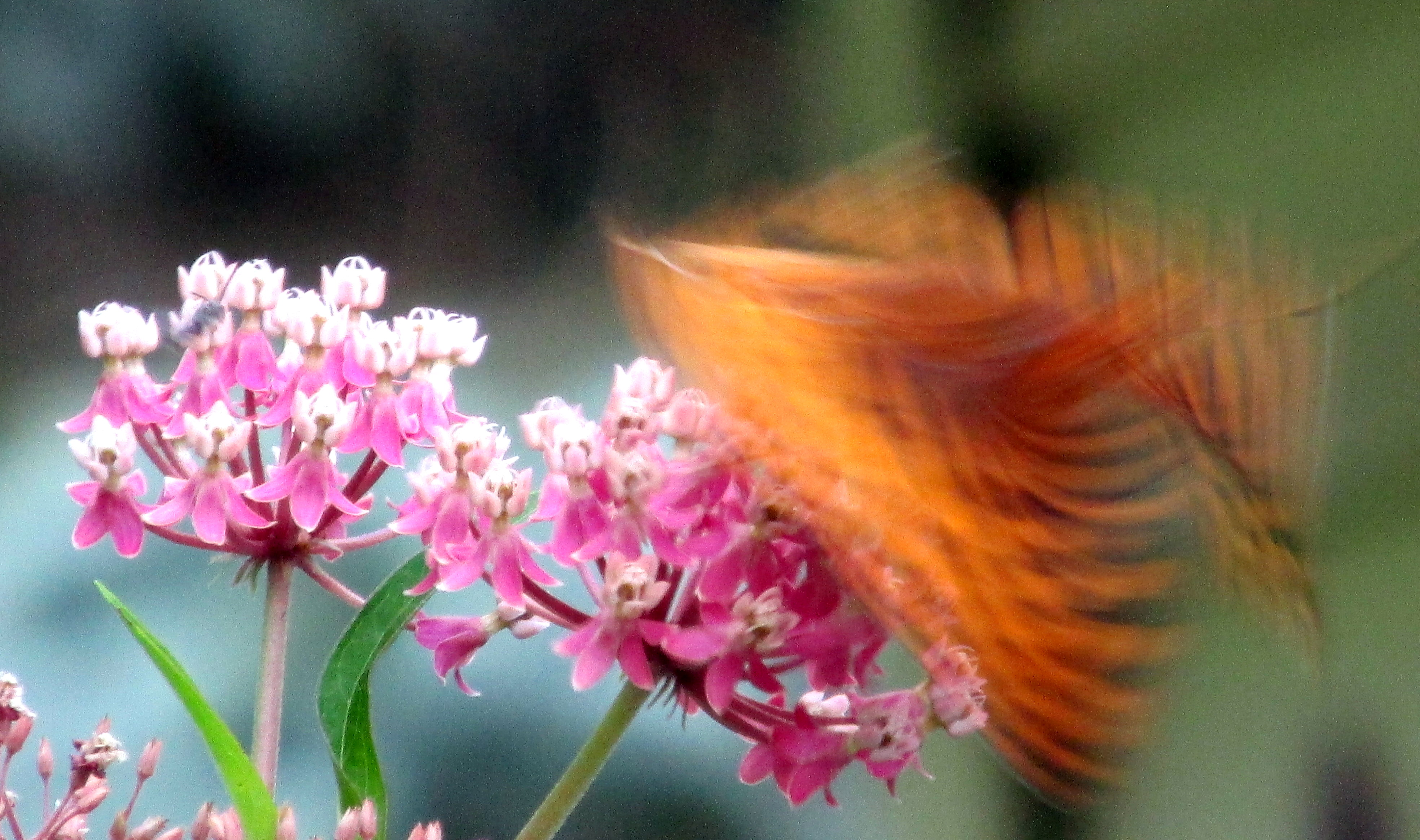 What’s in Bloom Here Now – Aug 2015