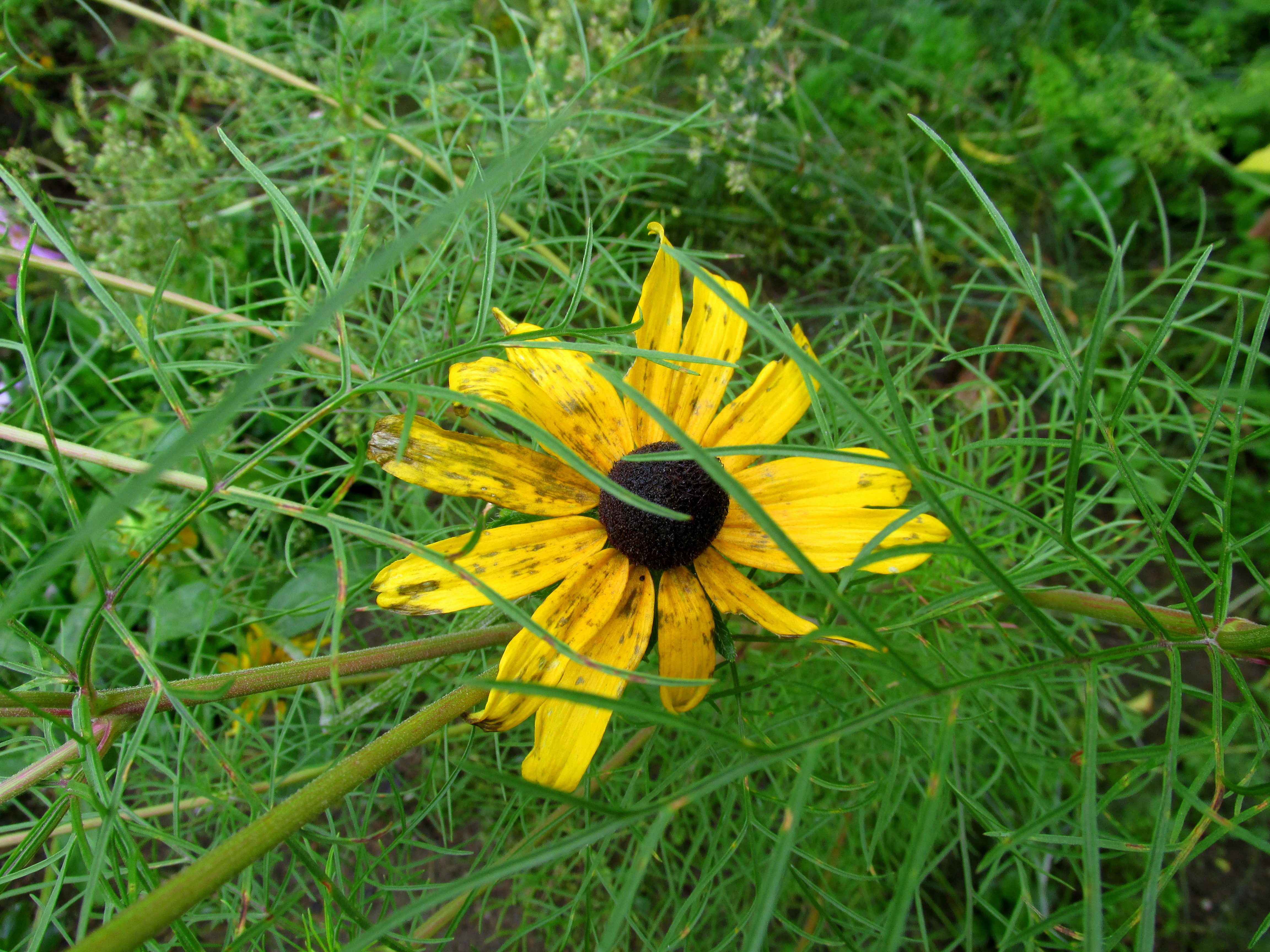 What’s in Bloom Here Now – Sept 2015