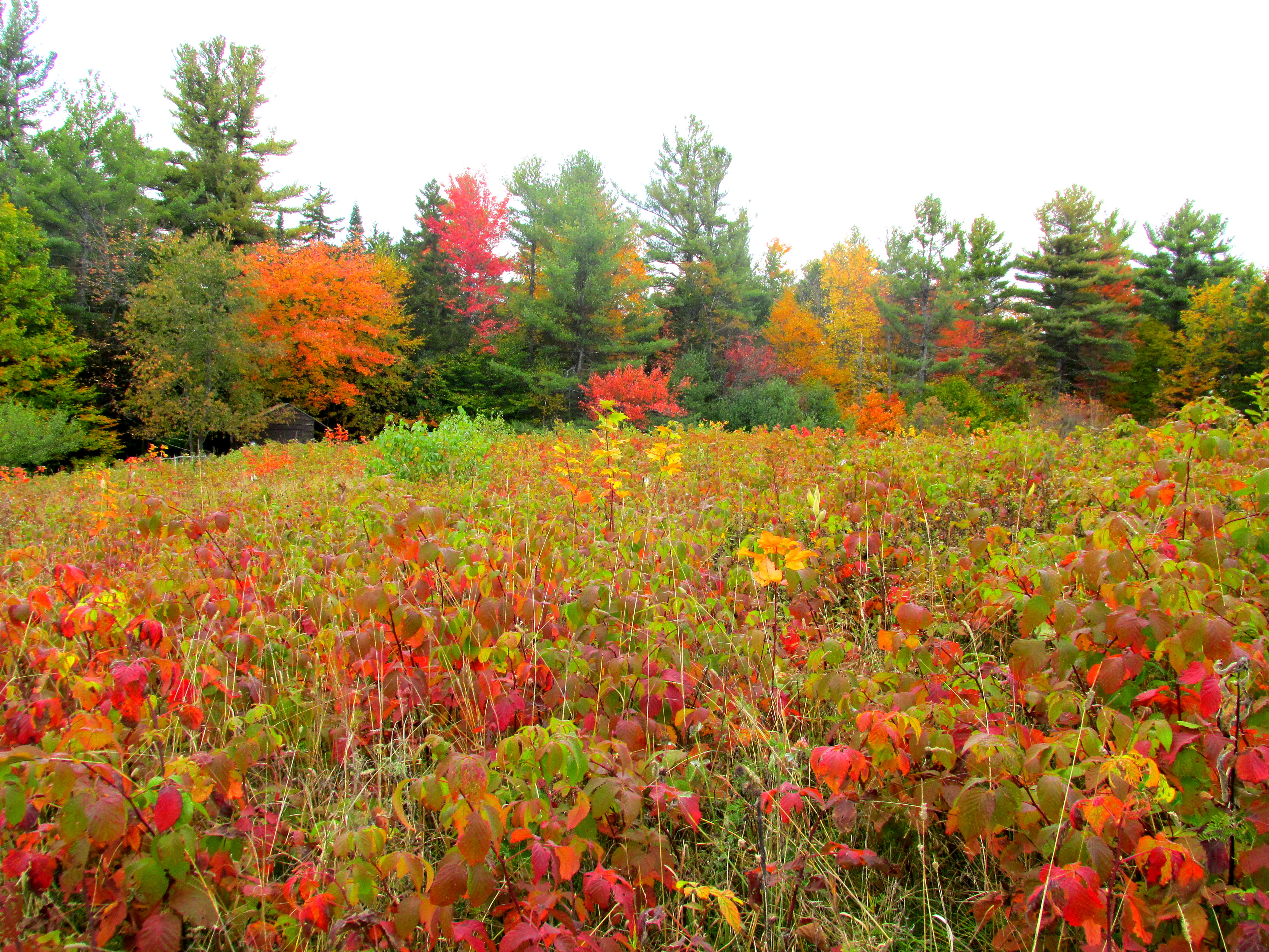 31 Days of A Sense of Place :: Day 4 ~ Field Trip to Local Nature Park