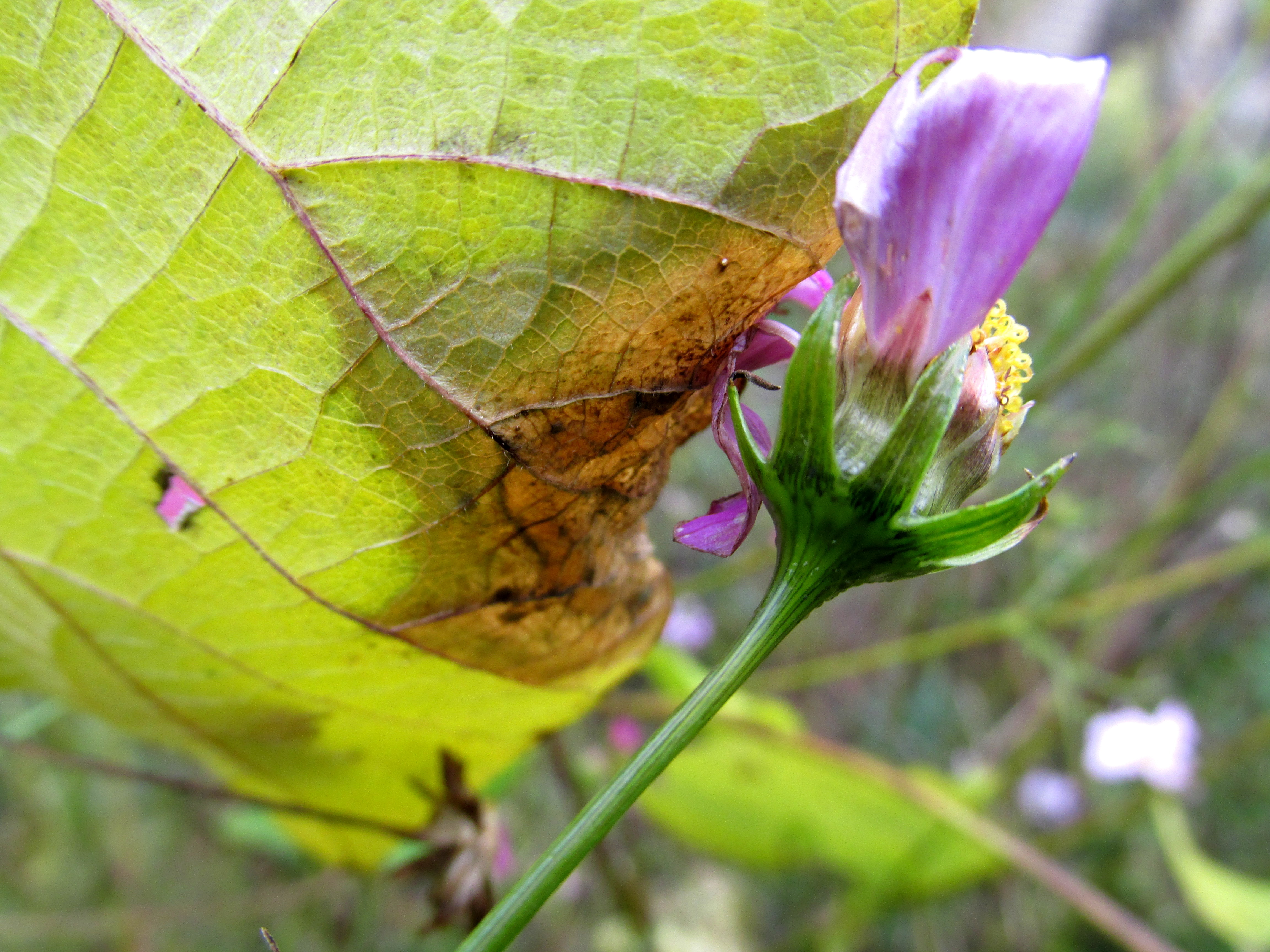 What’s in Bloom Here Now – October 2015