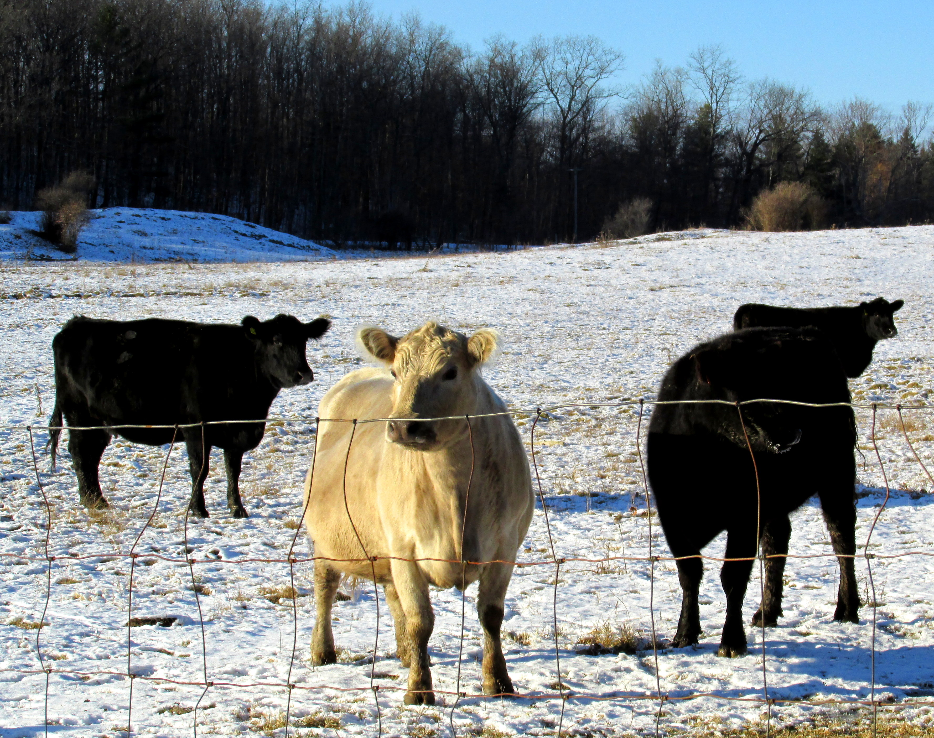 31 Days of A Sense of Place :: Day 27 ~ Casinos, Abattoirs, and Gardens