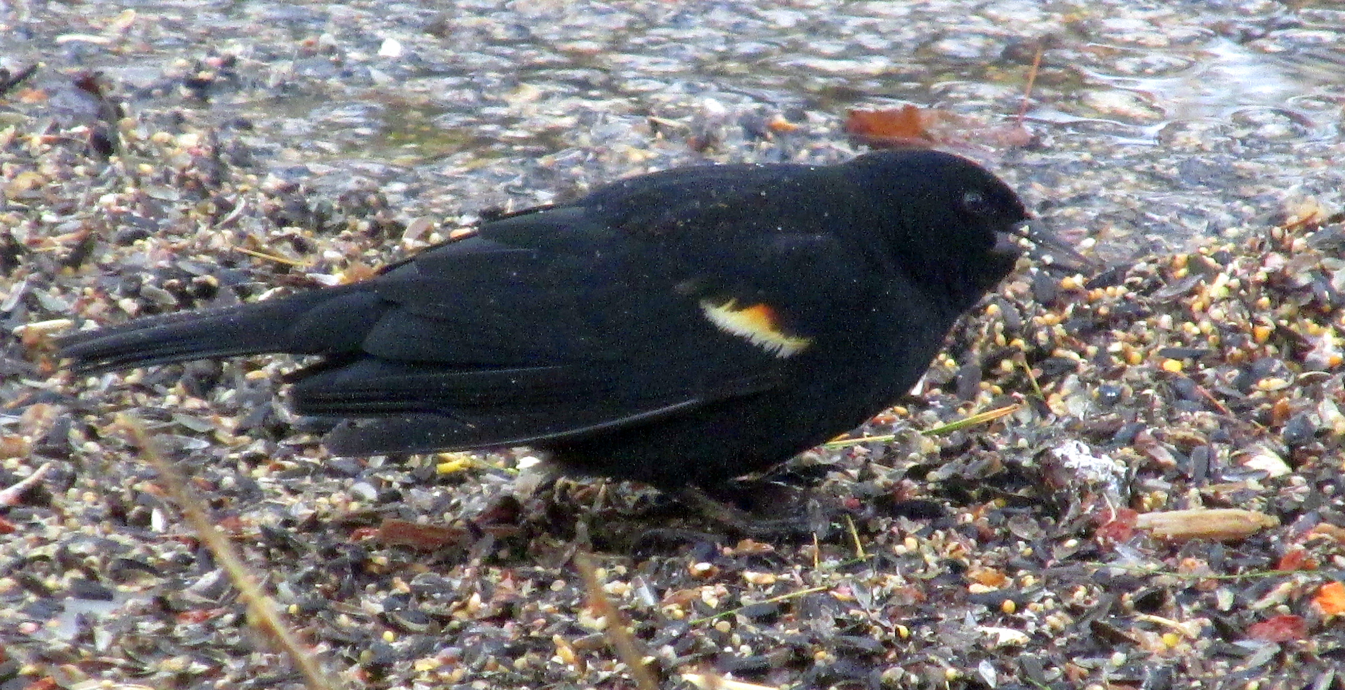 31 Days of A Sense of Place :: Day 31 ~ 13 Ways