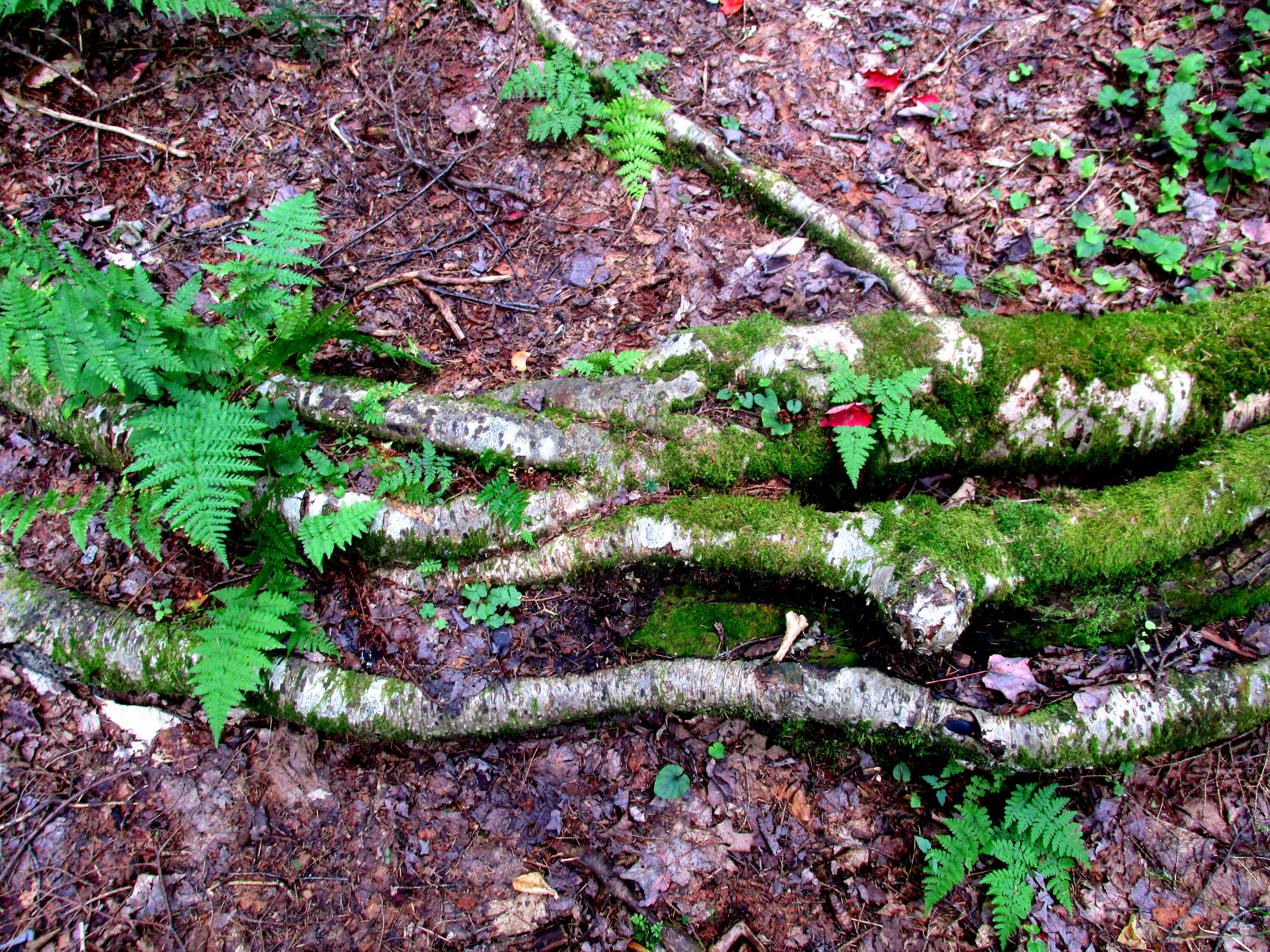 31 Days of A Sense of Place :: Day 2 ~ Ground