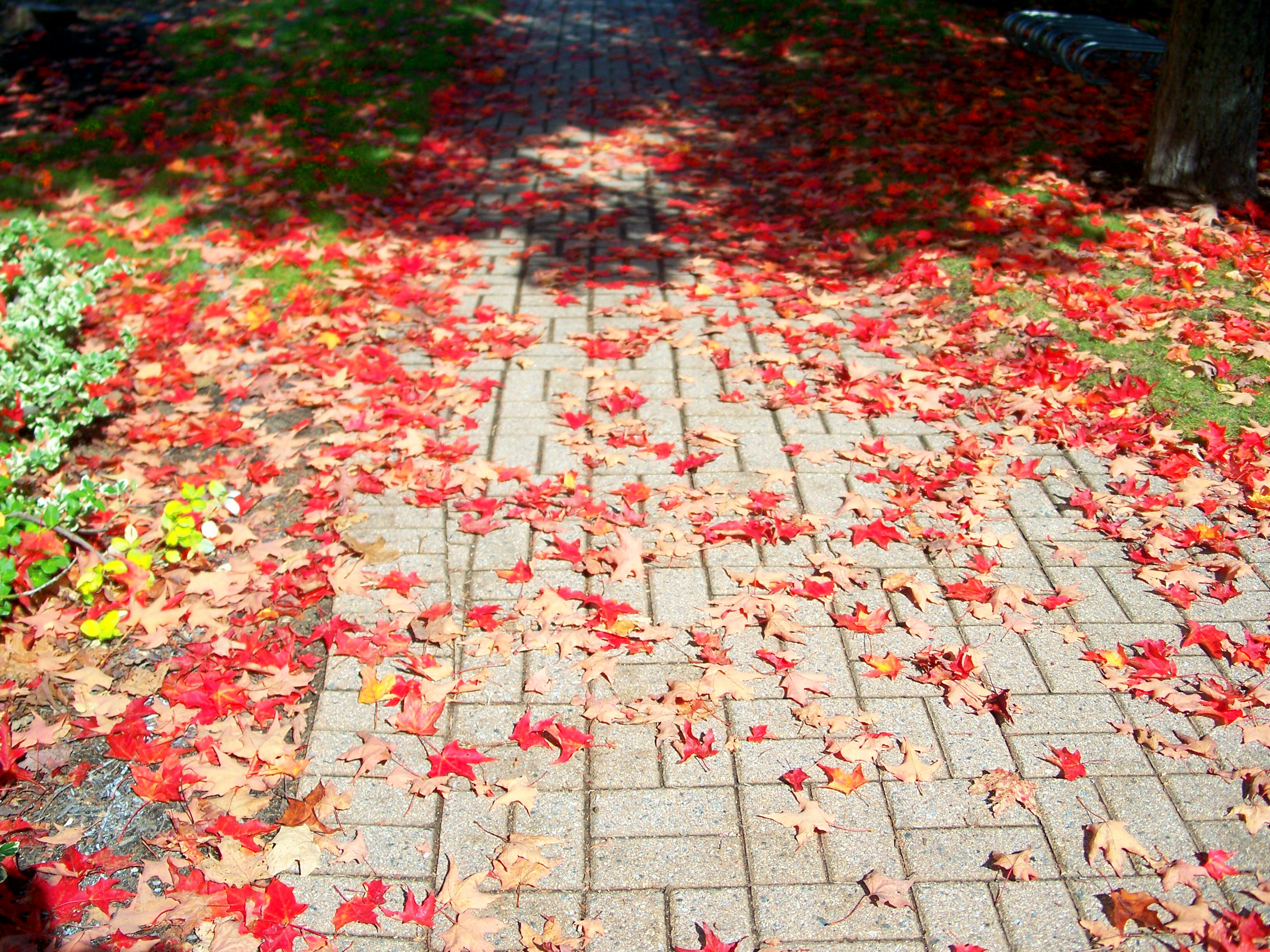 31 Days of A Sense of Place :: Day 26 ~ Home is everything you can walk to