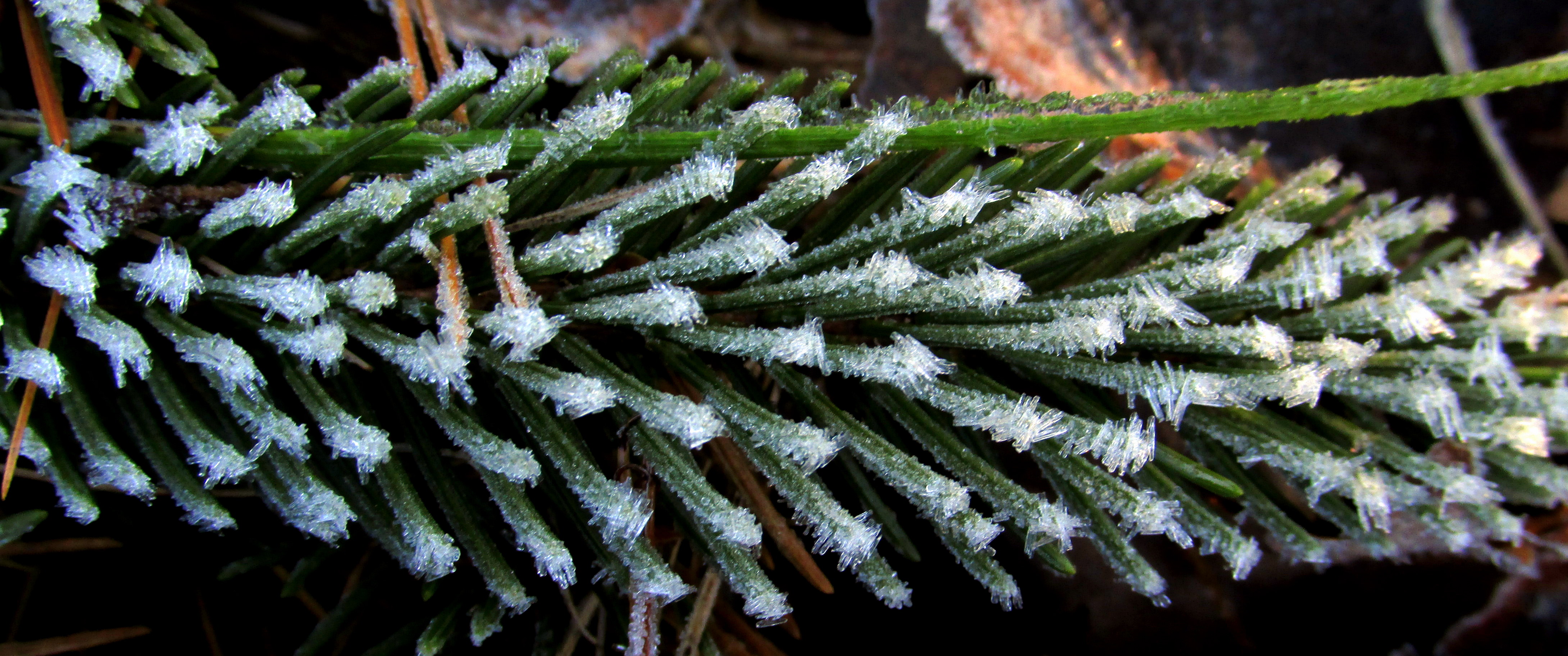 The Fire of the Frost