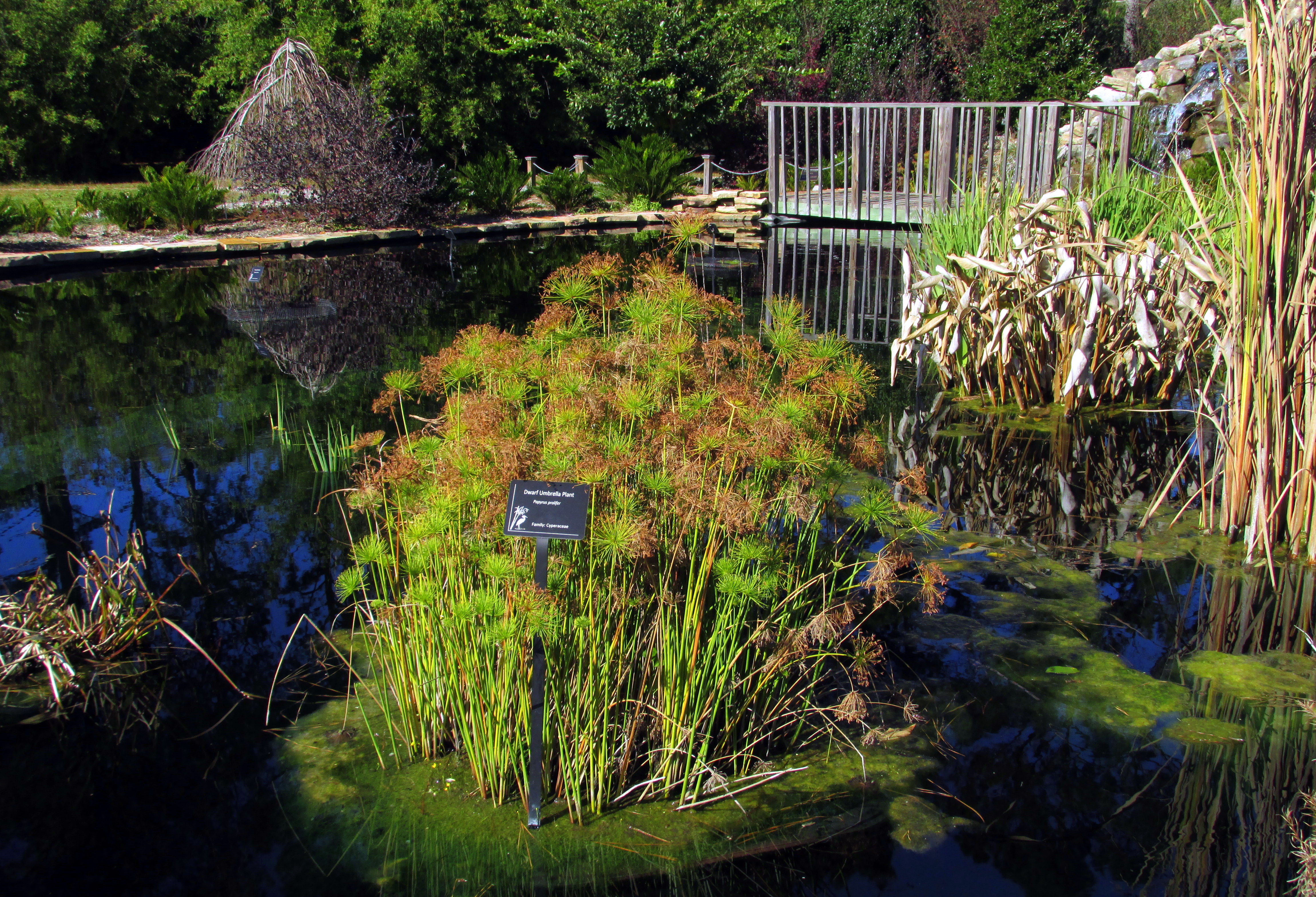 Coastal Georgia Botanical Gardens