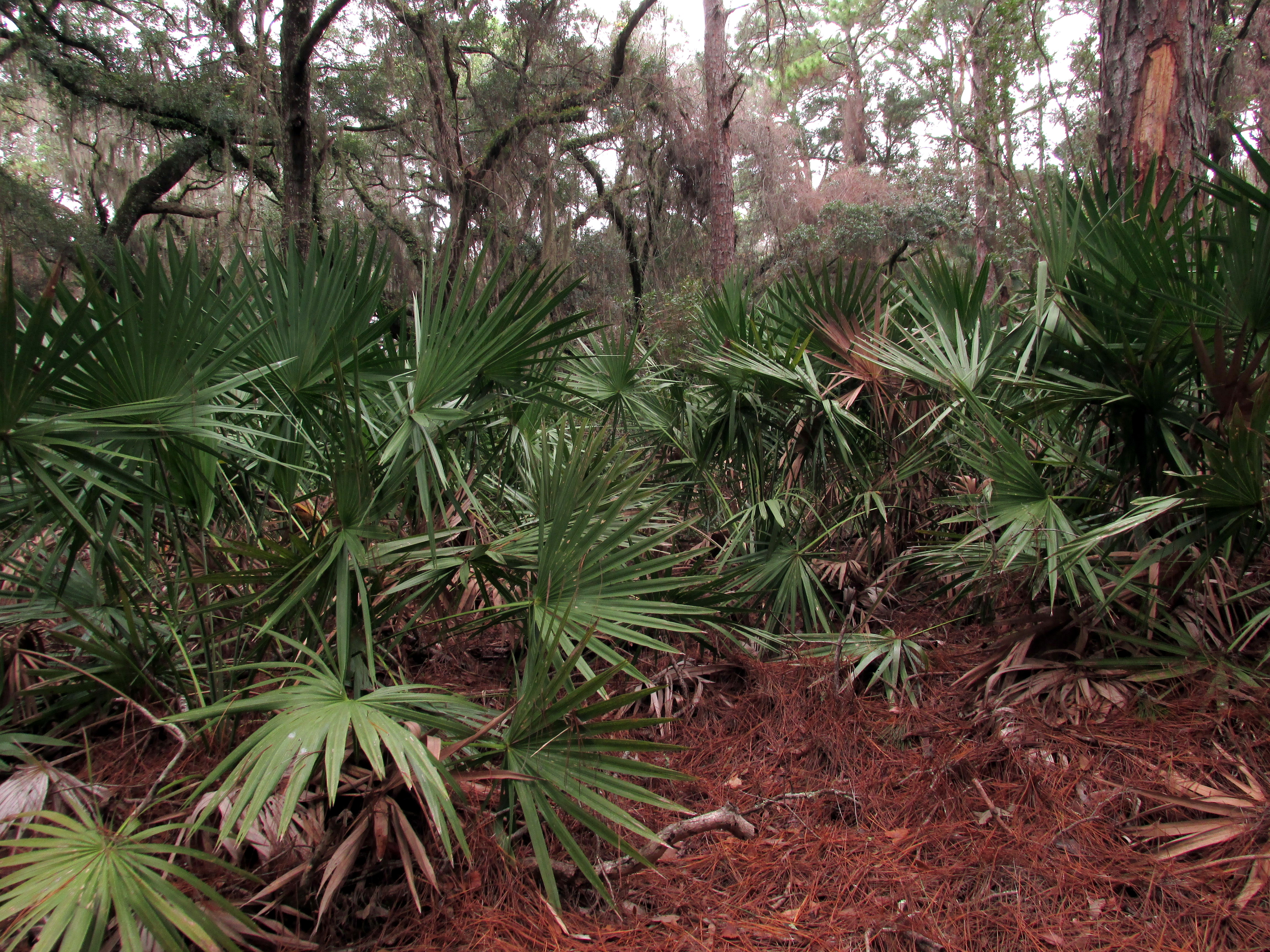 Sinuous Southern Life