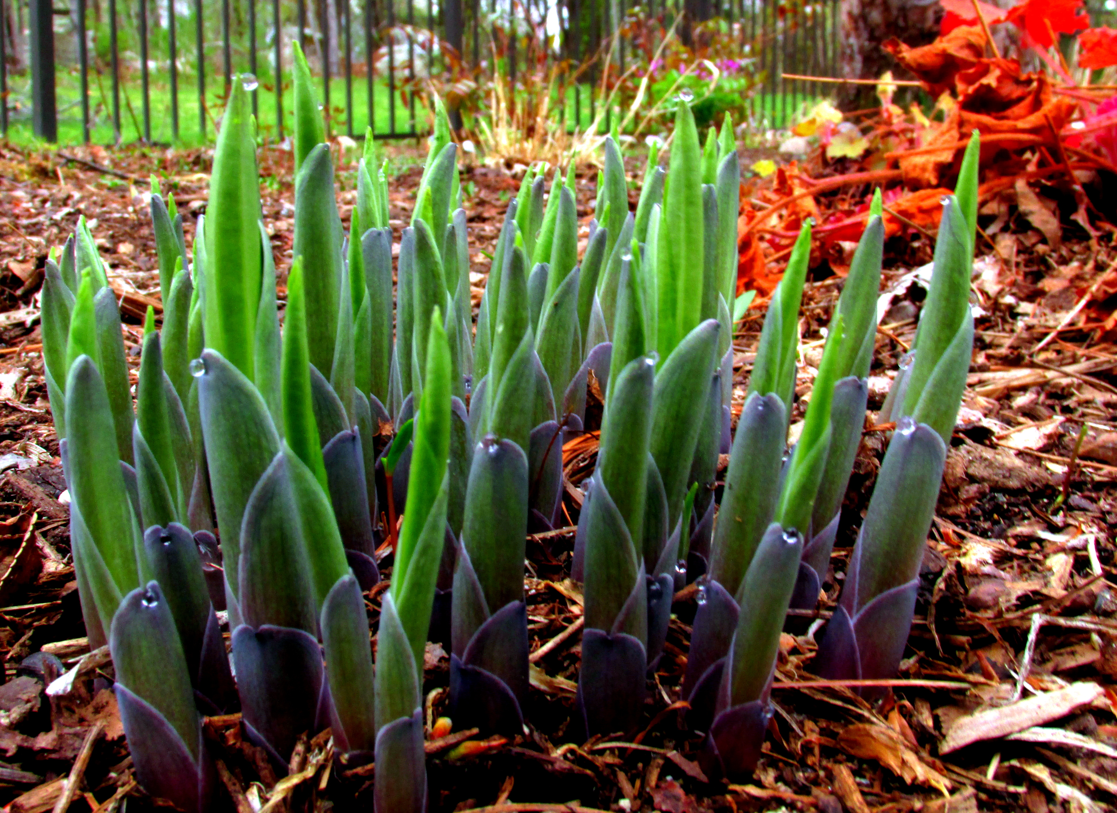 Little Faces, Green Hands