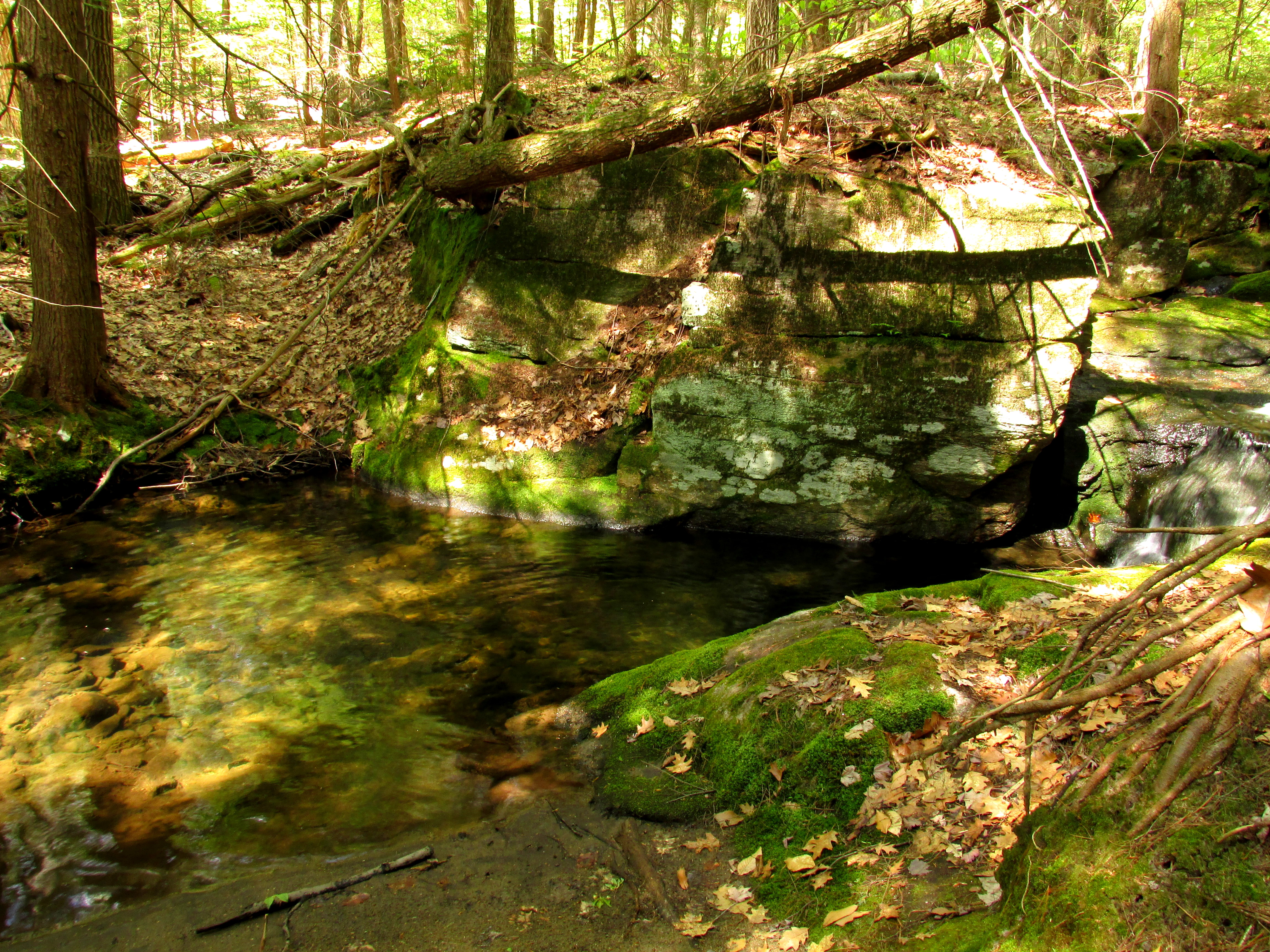 Dreaming Green Dreams