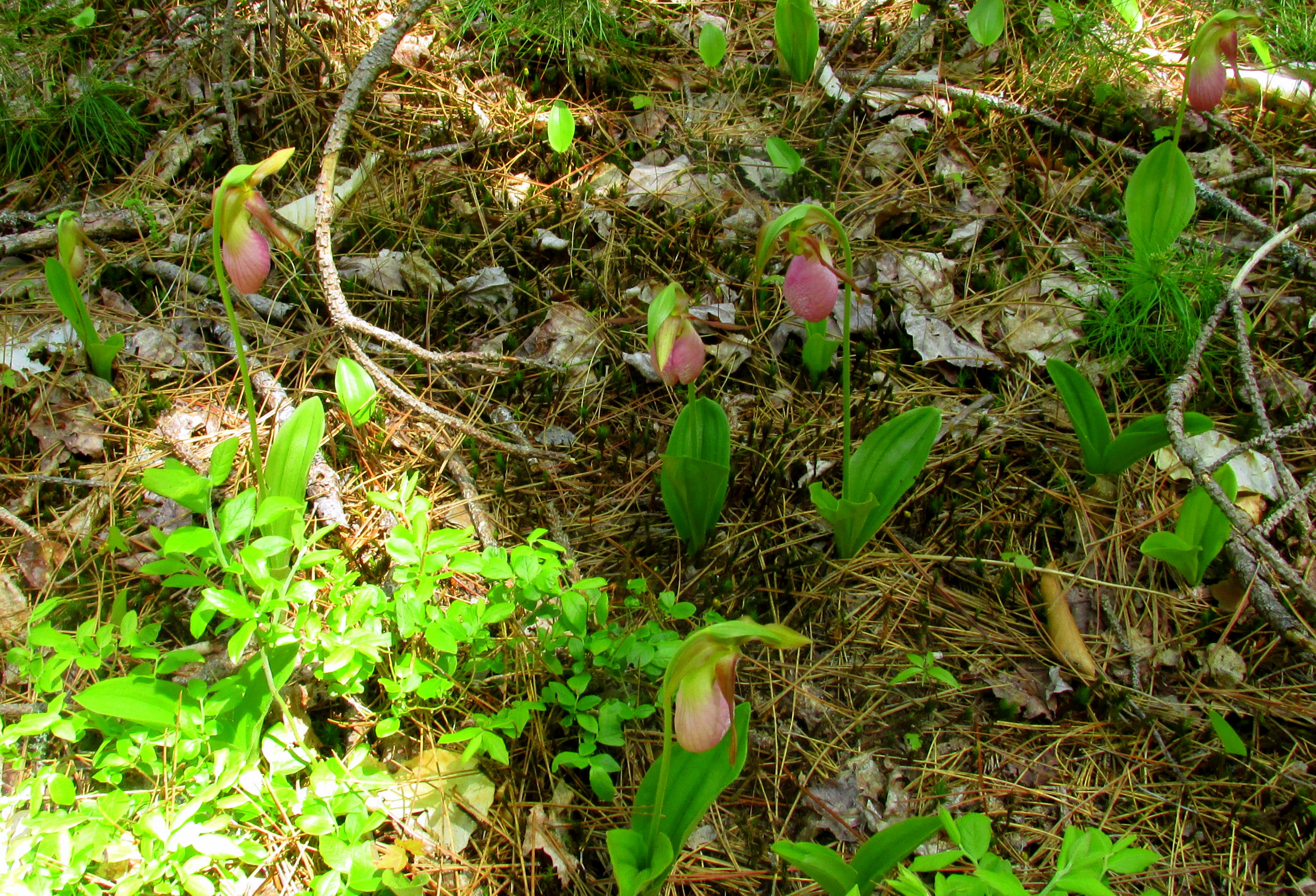 Babbling and Strewing Flowers