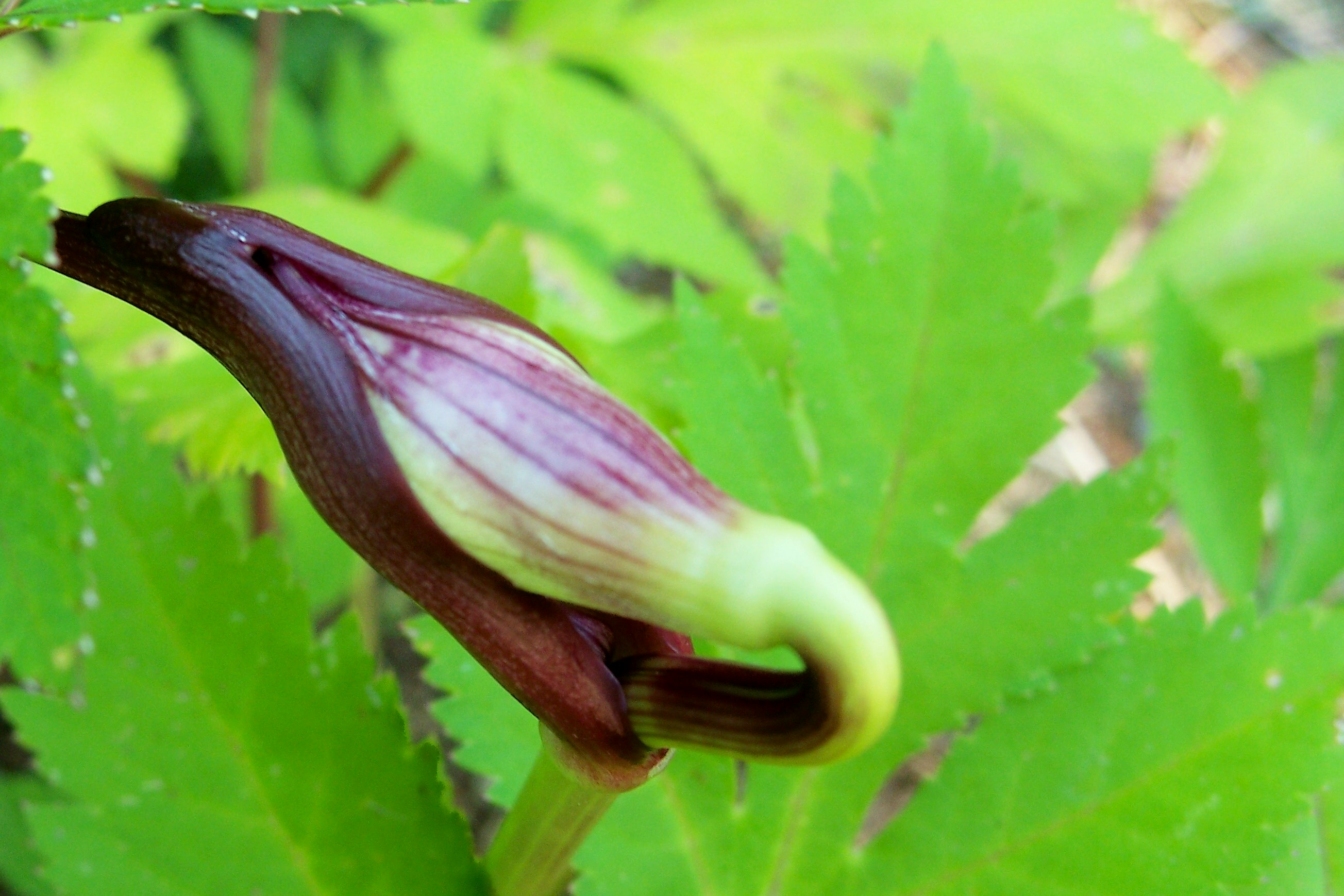 A lot going on with the angelica