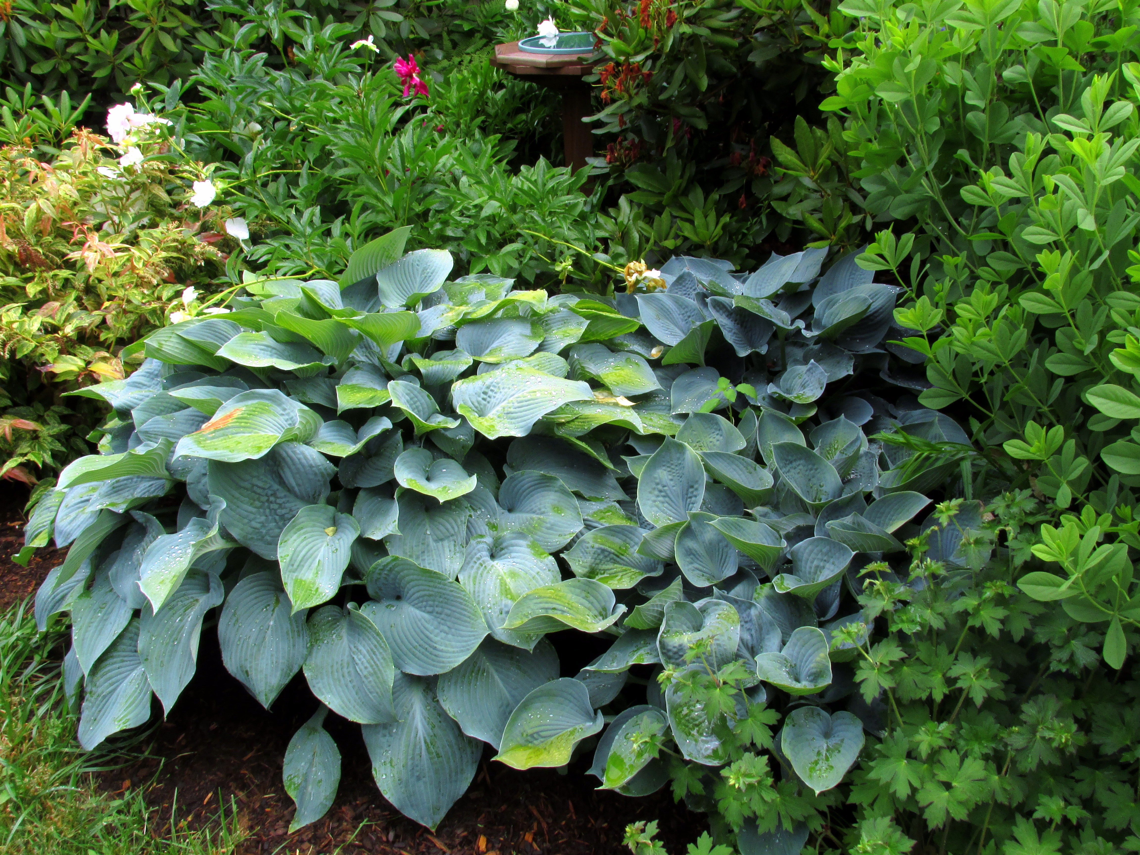 Wordless Wednesday: After the Rain