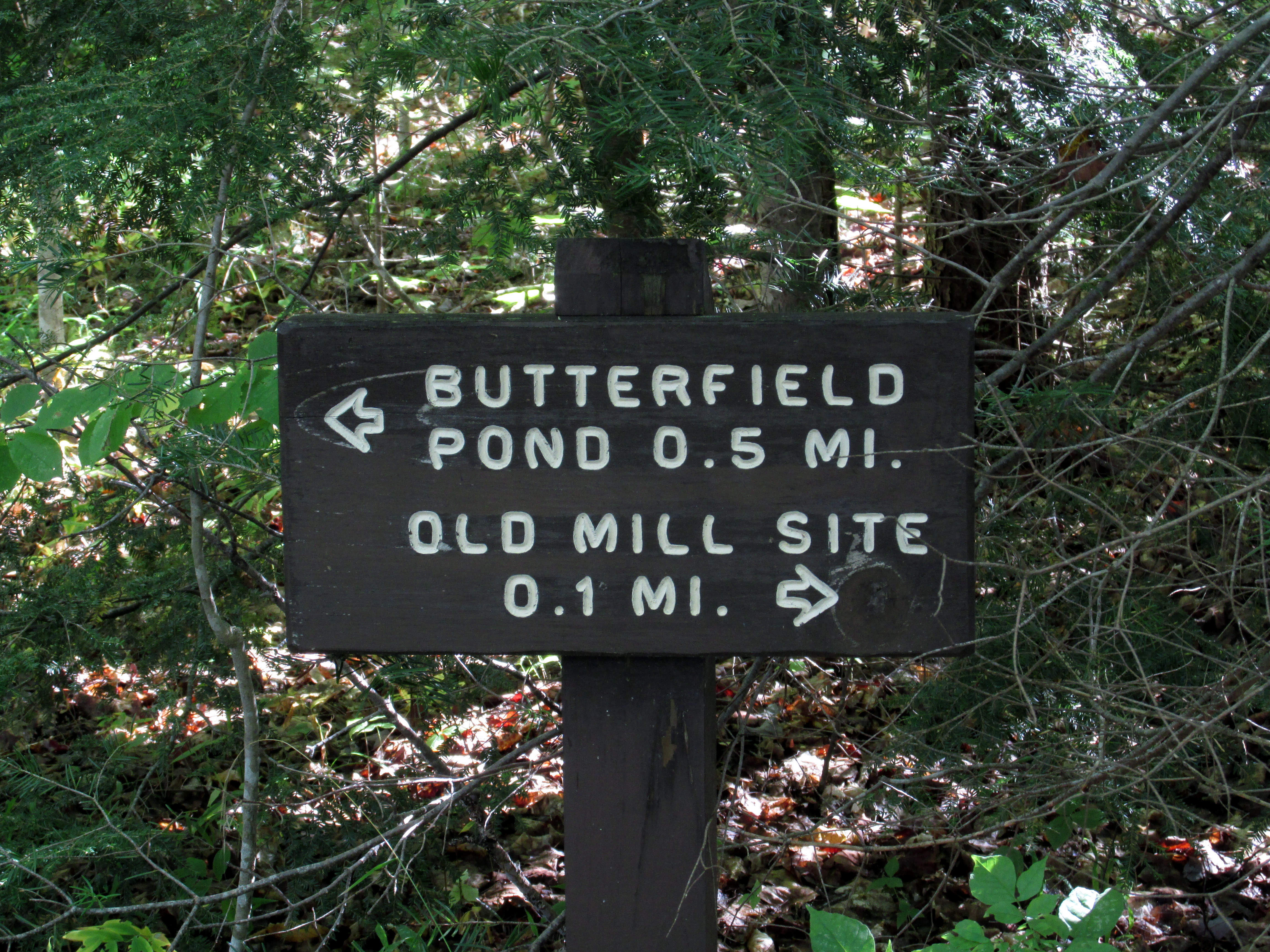 31 Days of Kissing the Wounds :: Day 5 ~Field Trip: Butterfield Pond, Wilmot NH