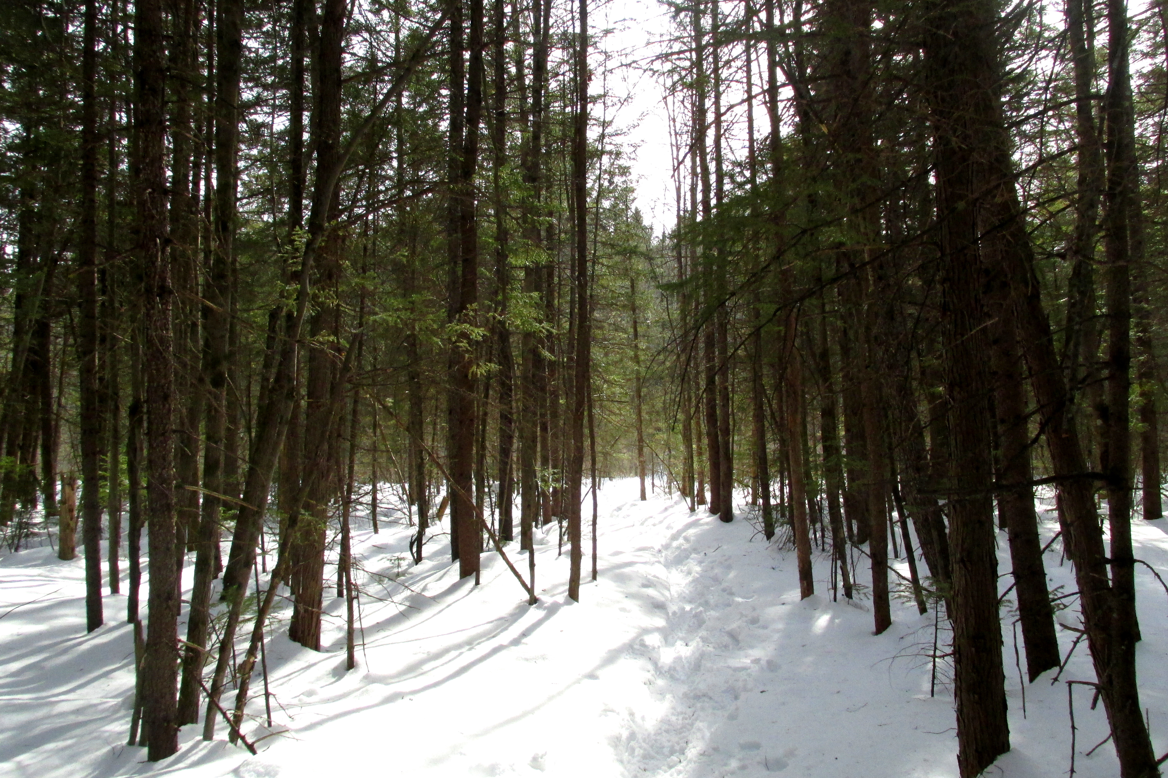 Field Trip: Atlantic White Cedar Swamp and Bog