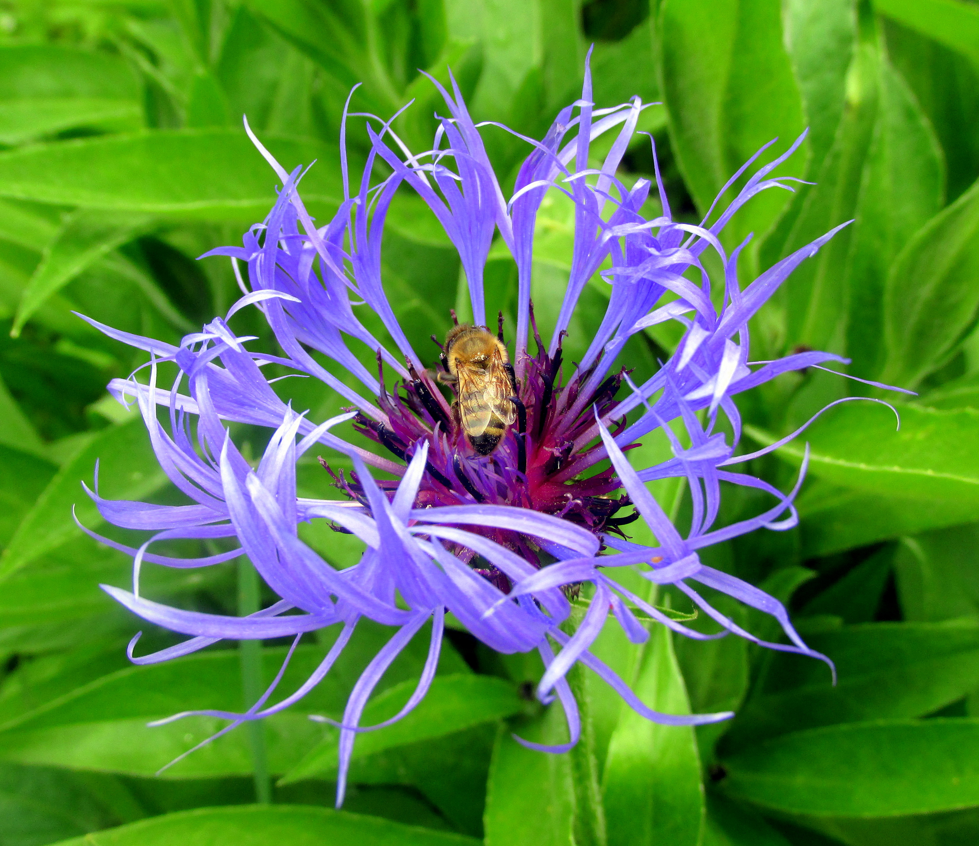 June Garden Bloggers’ Bloom Day