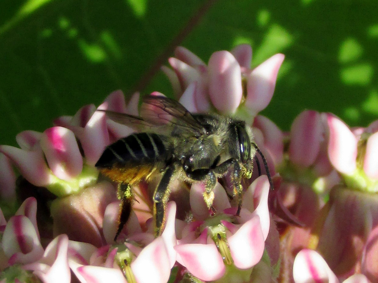 July Garden Bloggers’ Bloom Day