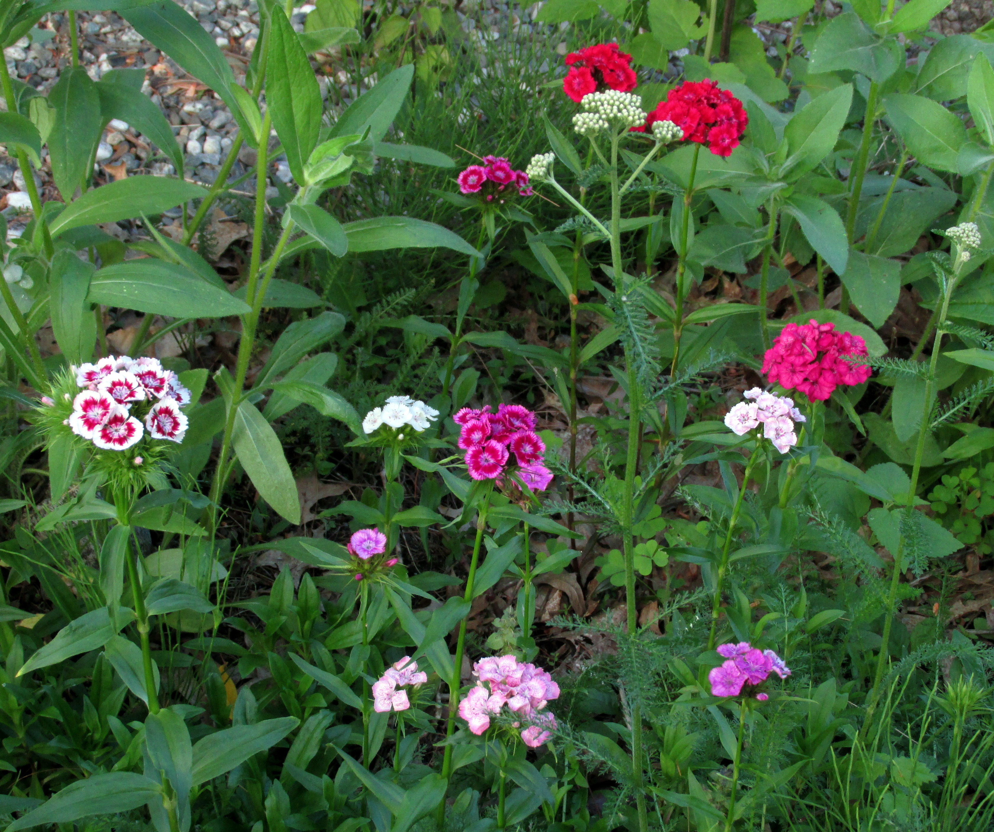A Study in Dianthus (and Penstemon and Epimedium)
