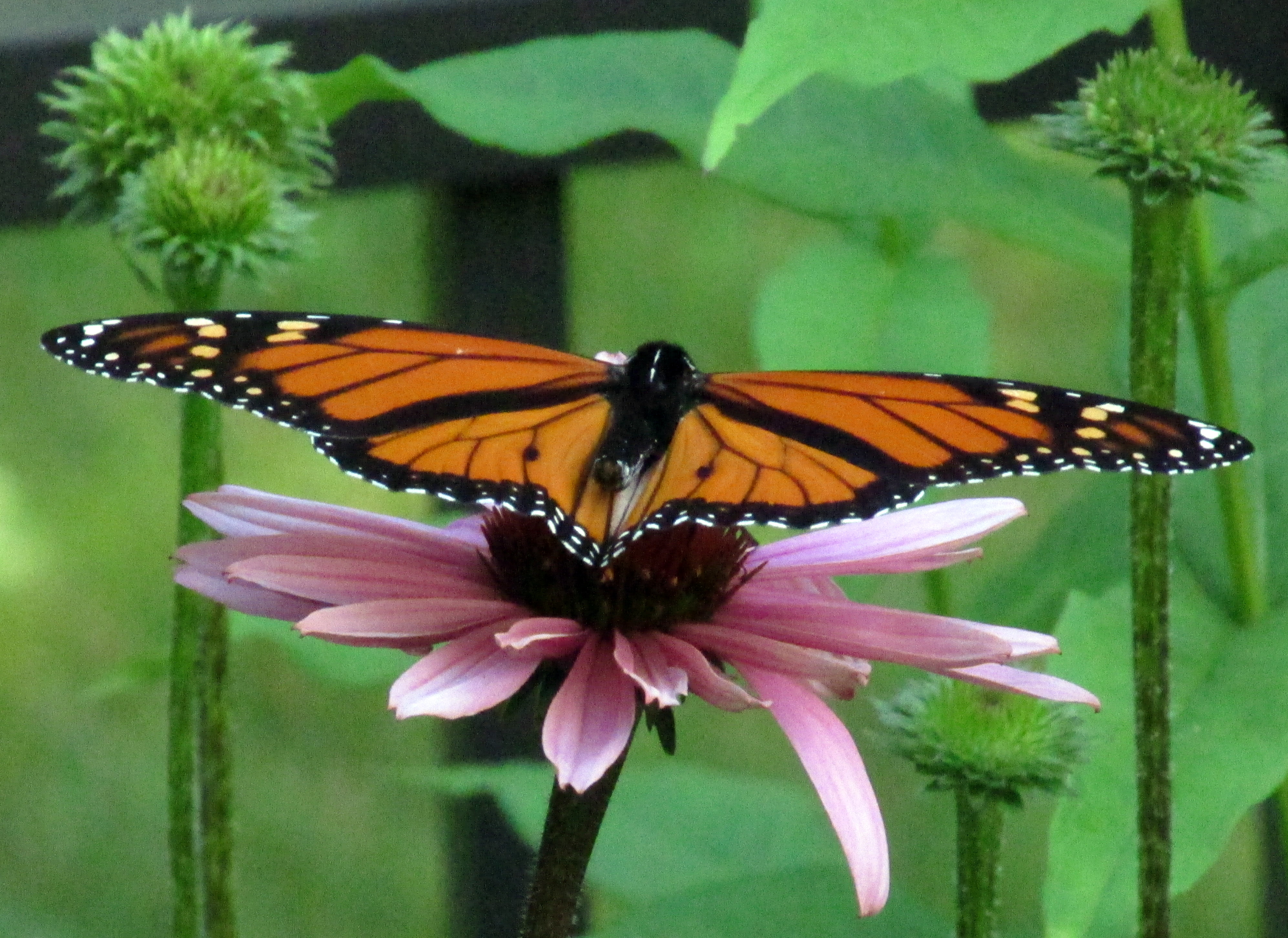 August Garden Bloggers’ Bloom Day