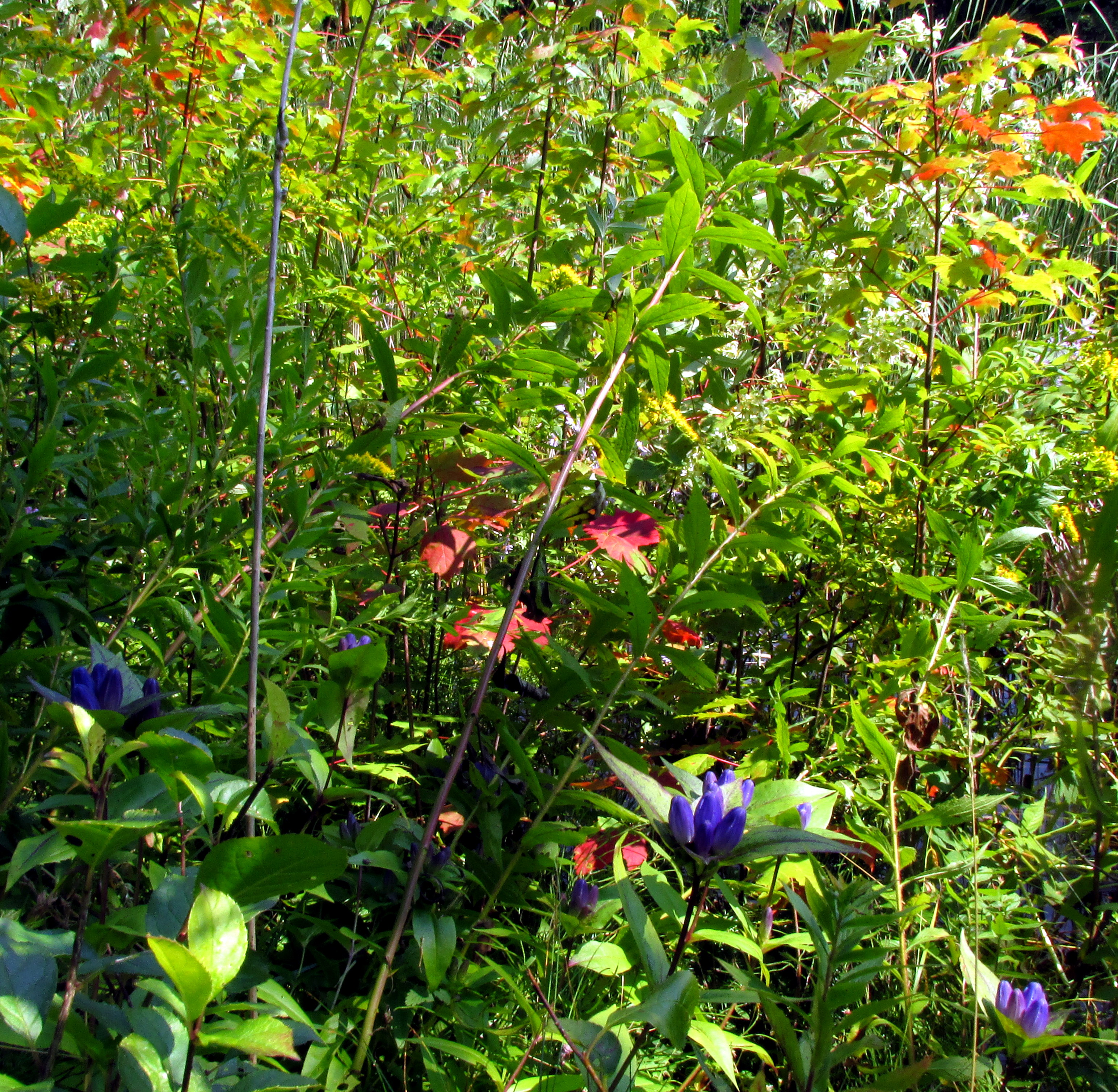 What In You Can Answer To This Blueness?