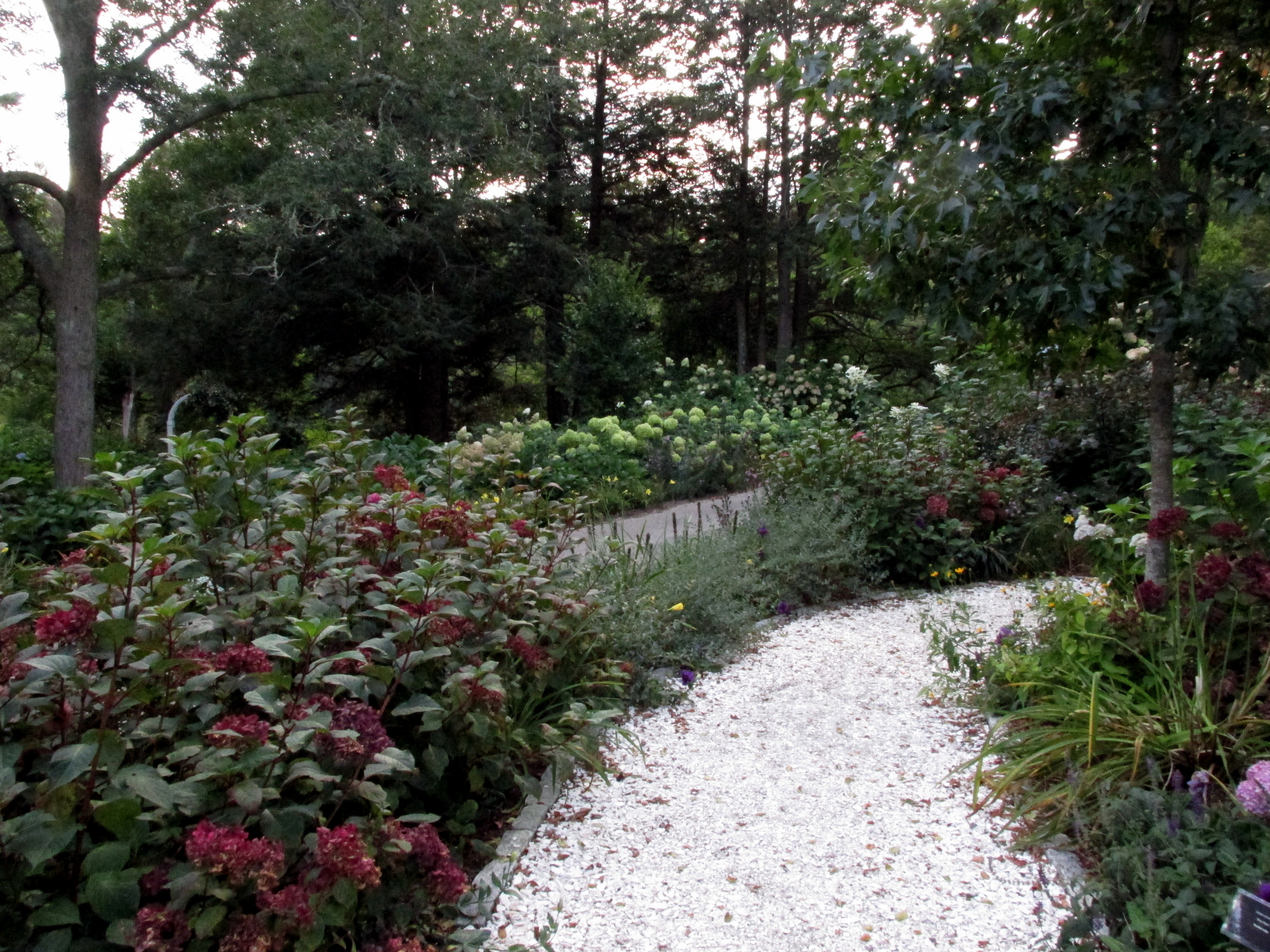 Hydrangeas Turn Rust and Go Soon