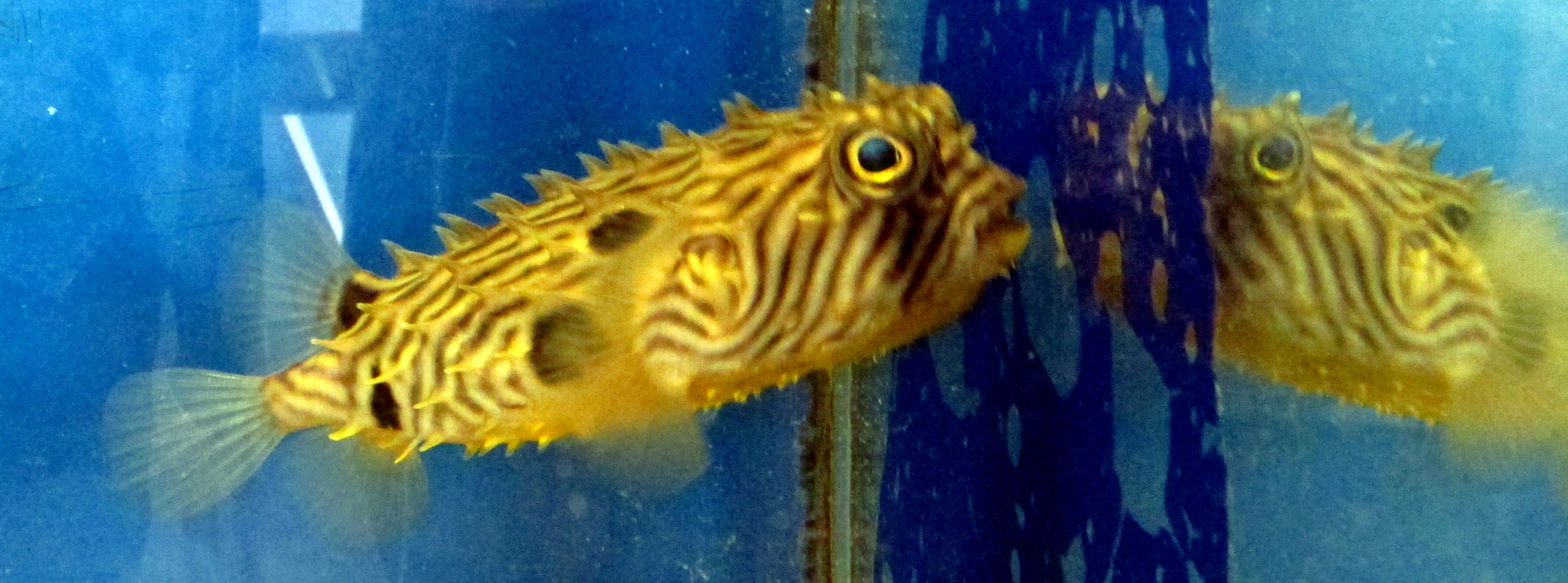 Mirrors: Suspension of Presence