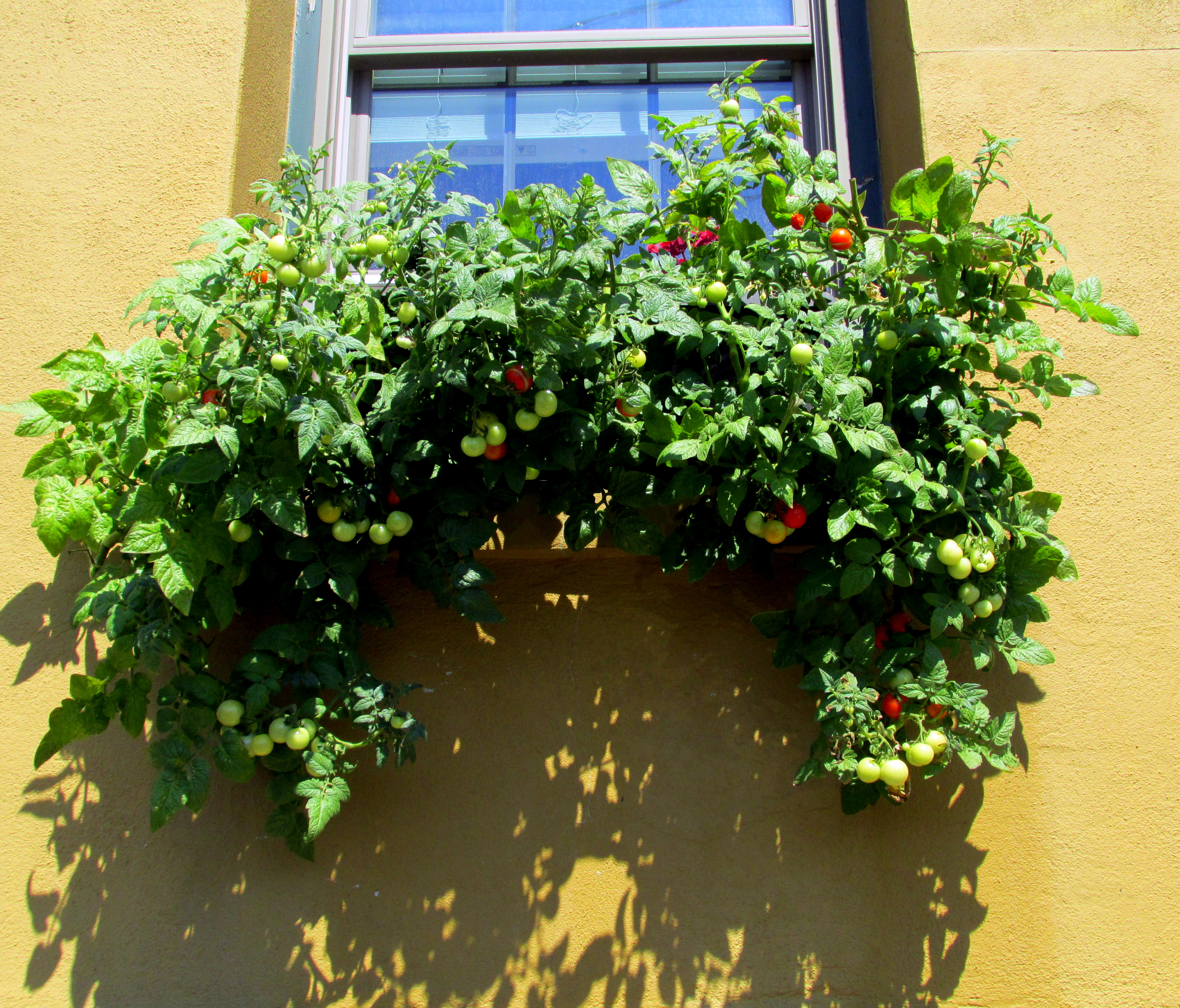 Book Notes: The Permaculture Handbook :: Chapter Seven