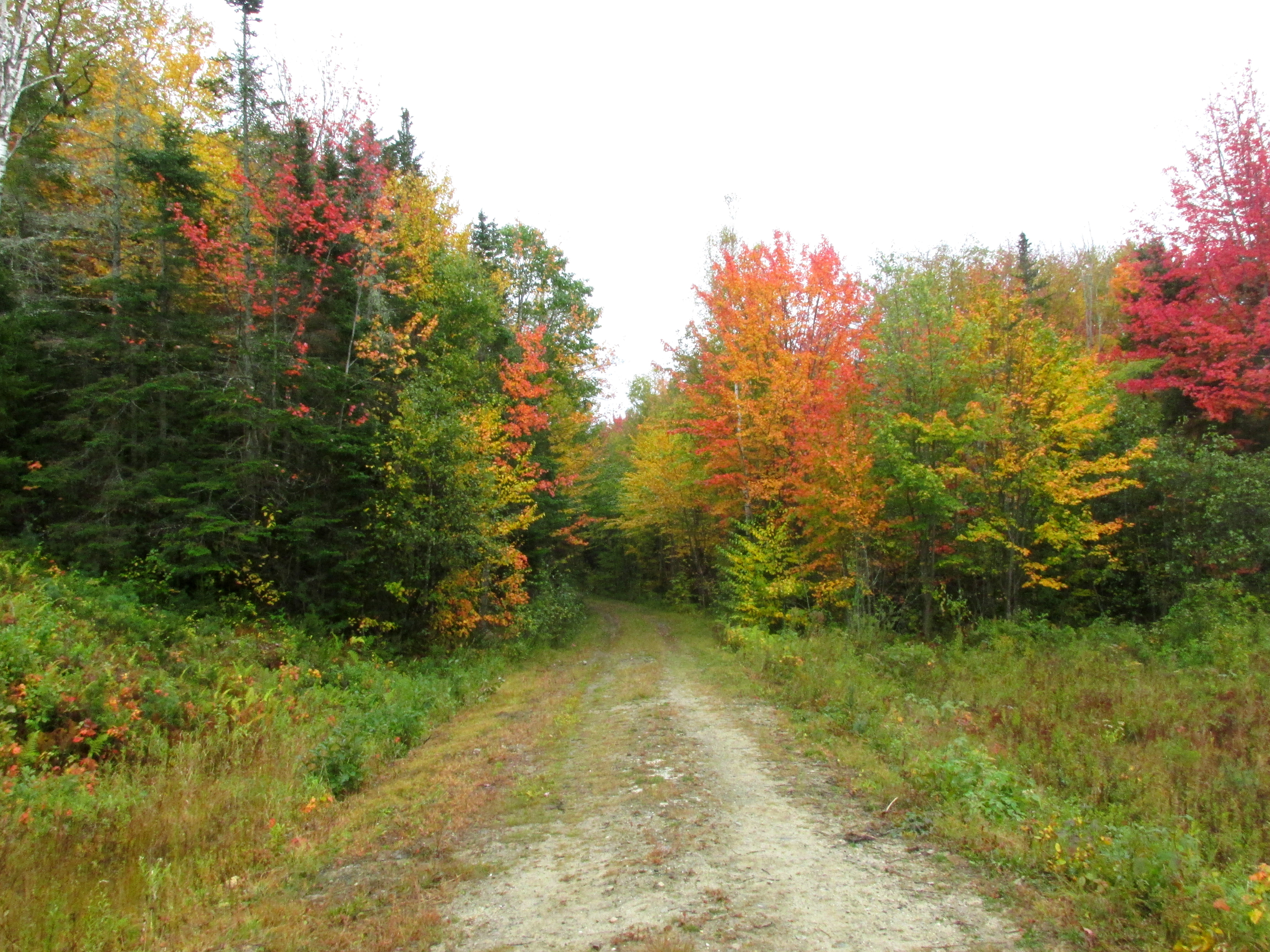Full of Trees & Changing Leaves