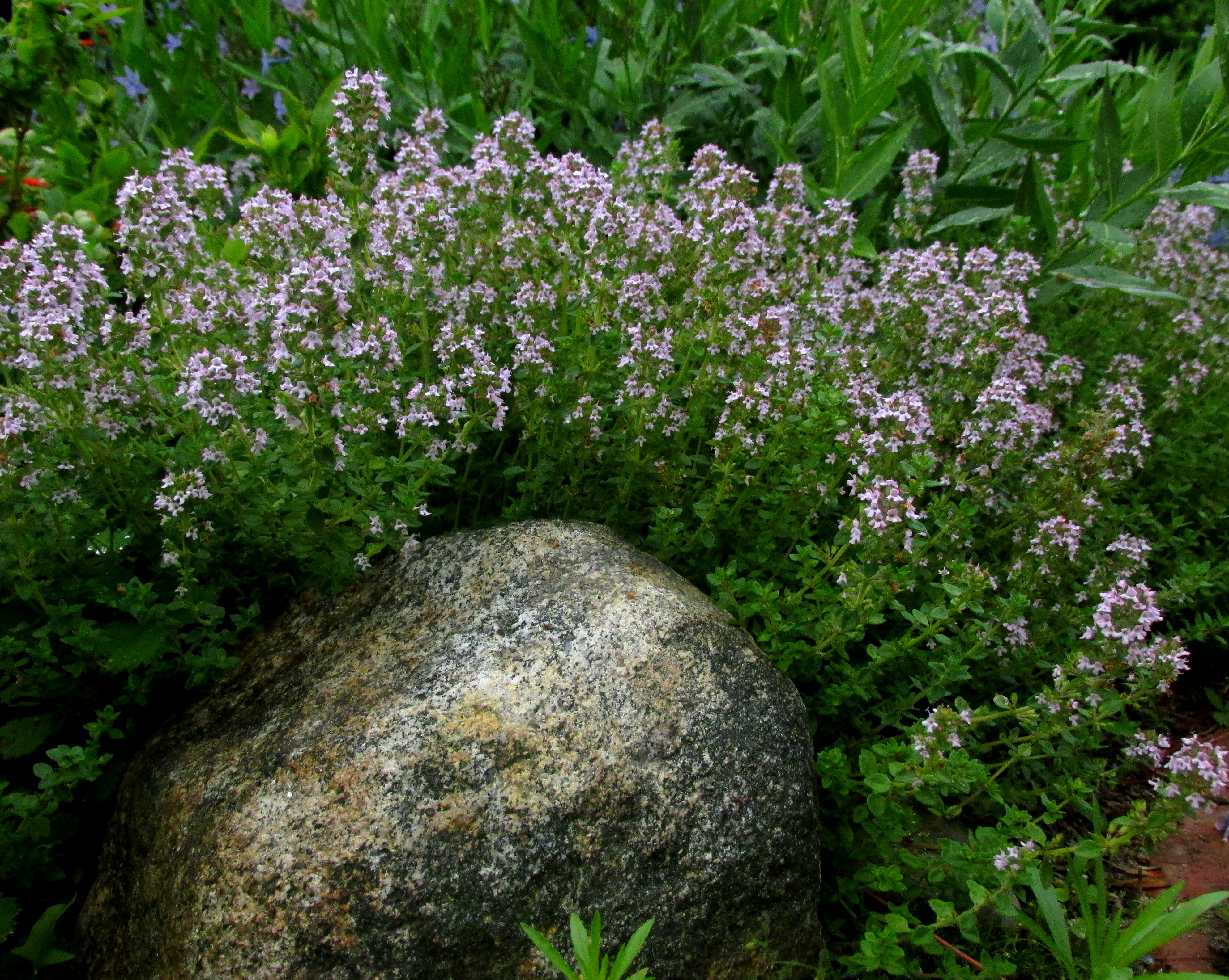 Book Notes: Introduction to Permaculture :: Chapter Five