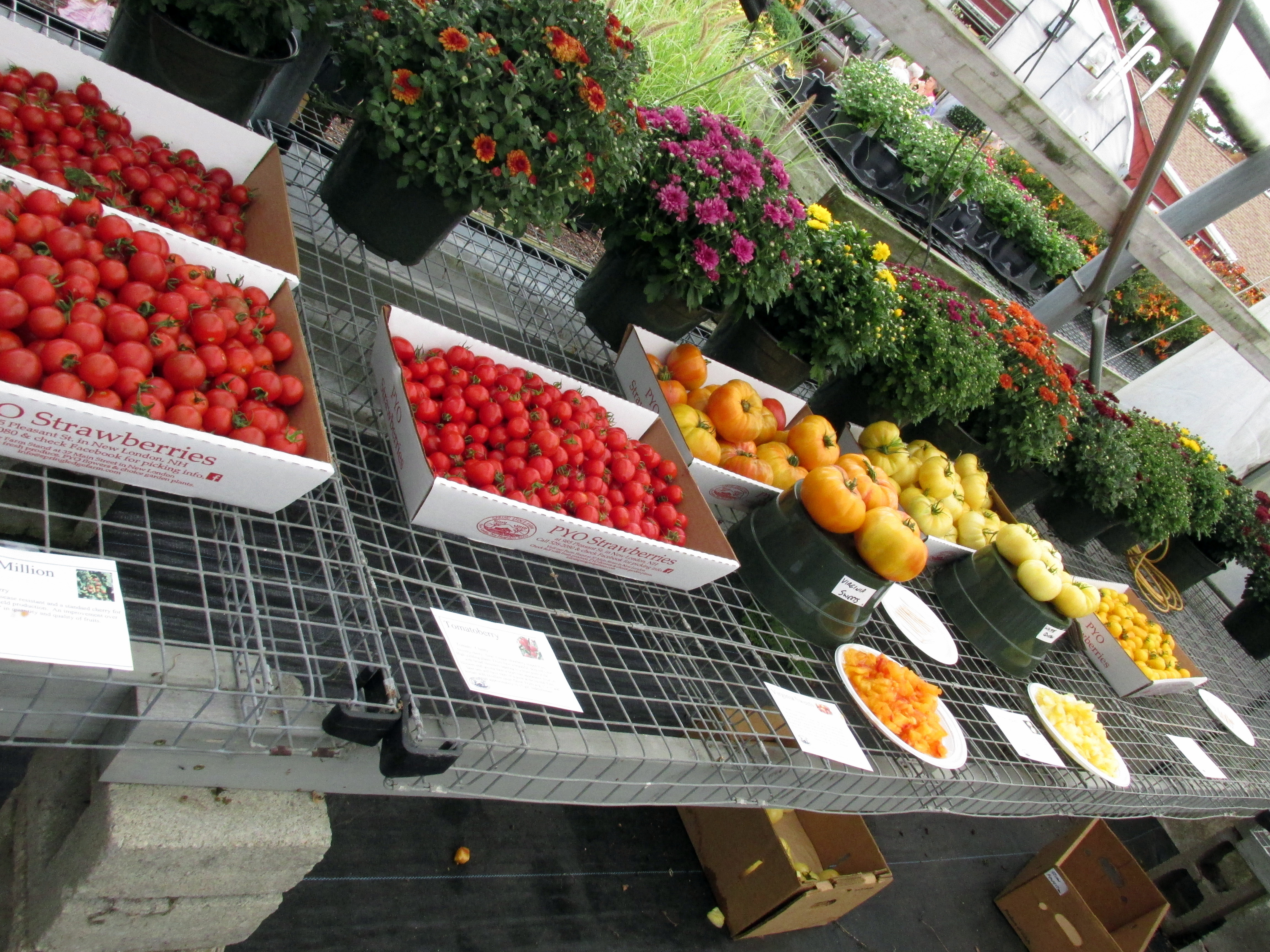 Book Notes: The Permaculture Handbook :: Chapter Twelve