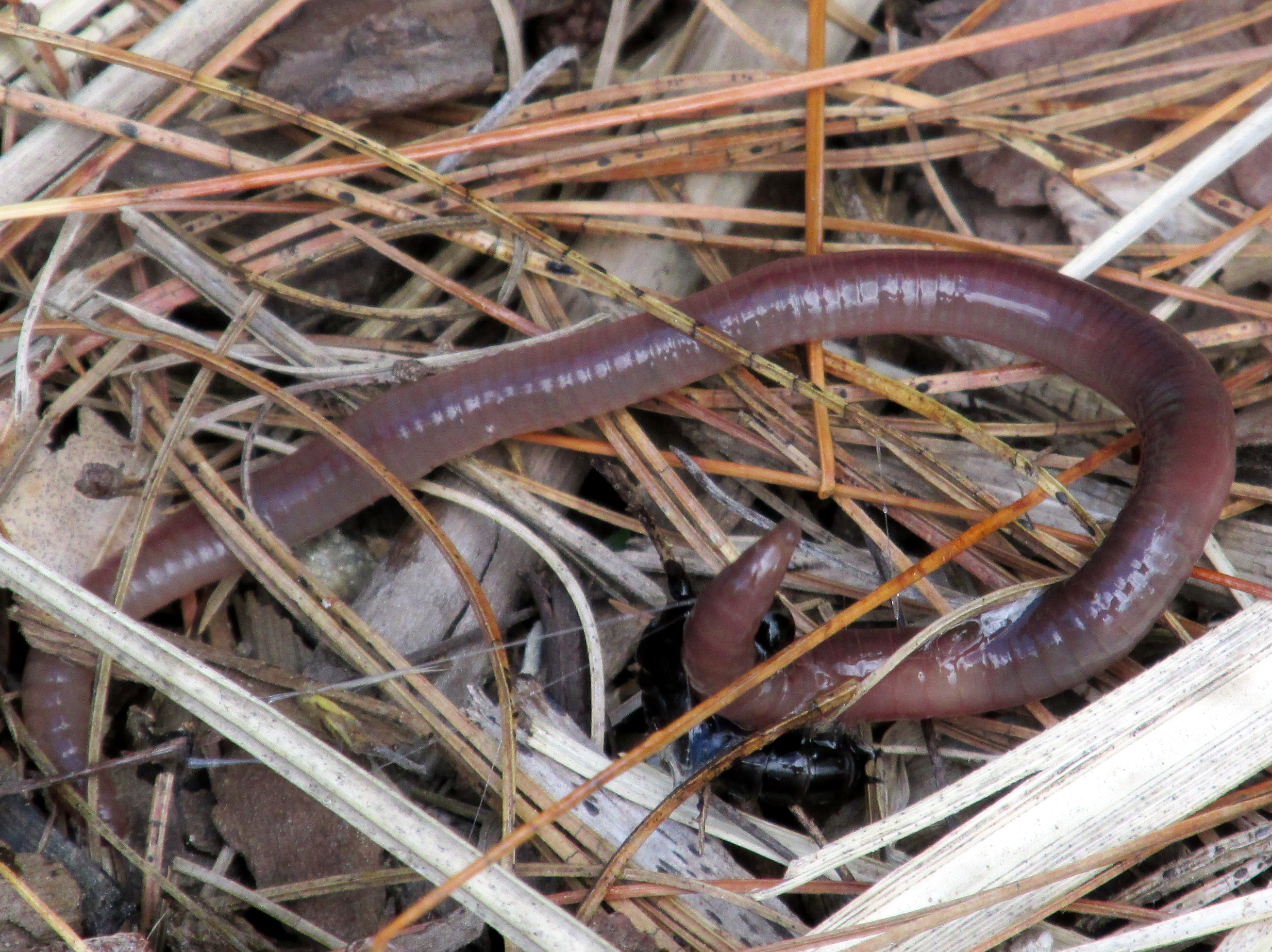 Book Notes: The Permaculture Handbook :: Chapter Eleven